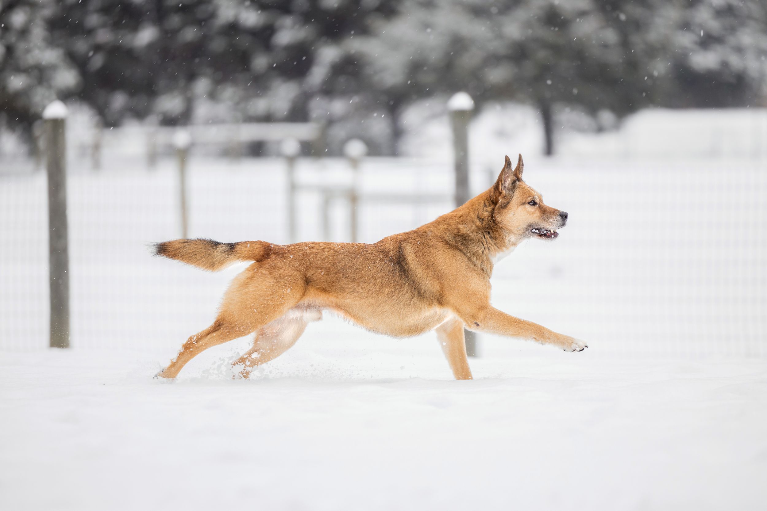 A energetic German Shepherd dog running through fresh white snow in a fenced outdoor area during winter.