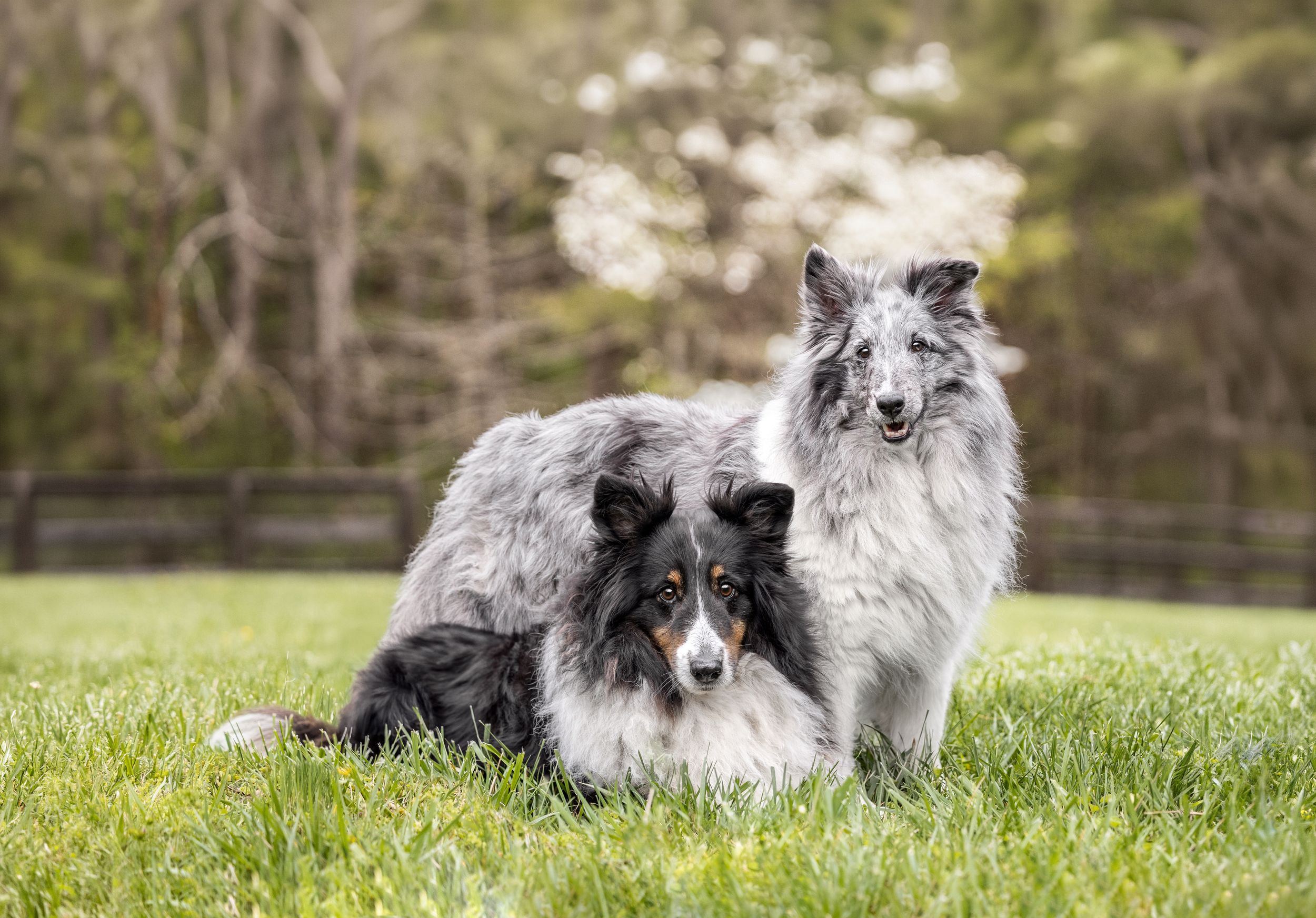 Two blue merle Shetland Sheepdogs posing together on green grass with trees in the background.