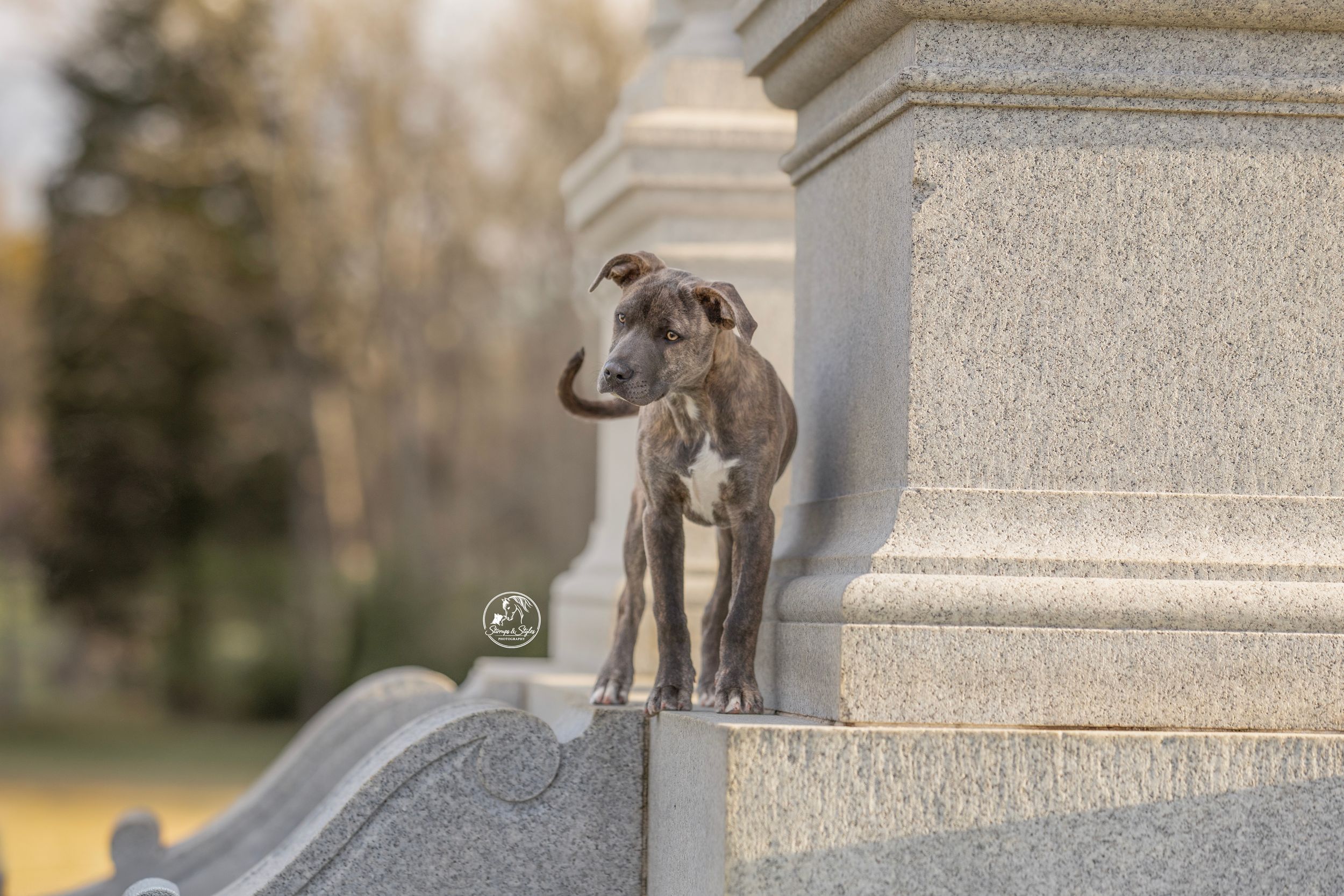 A grey whippet dog perched on a stone monument pillar in an outdoor park setting.
