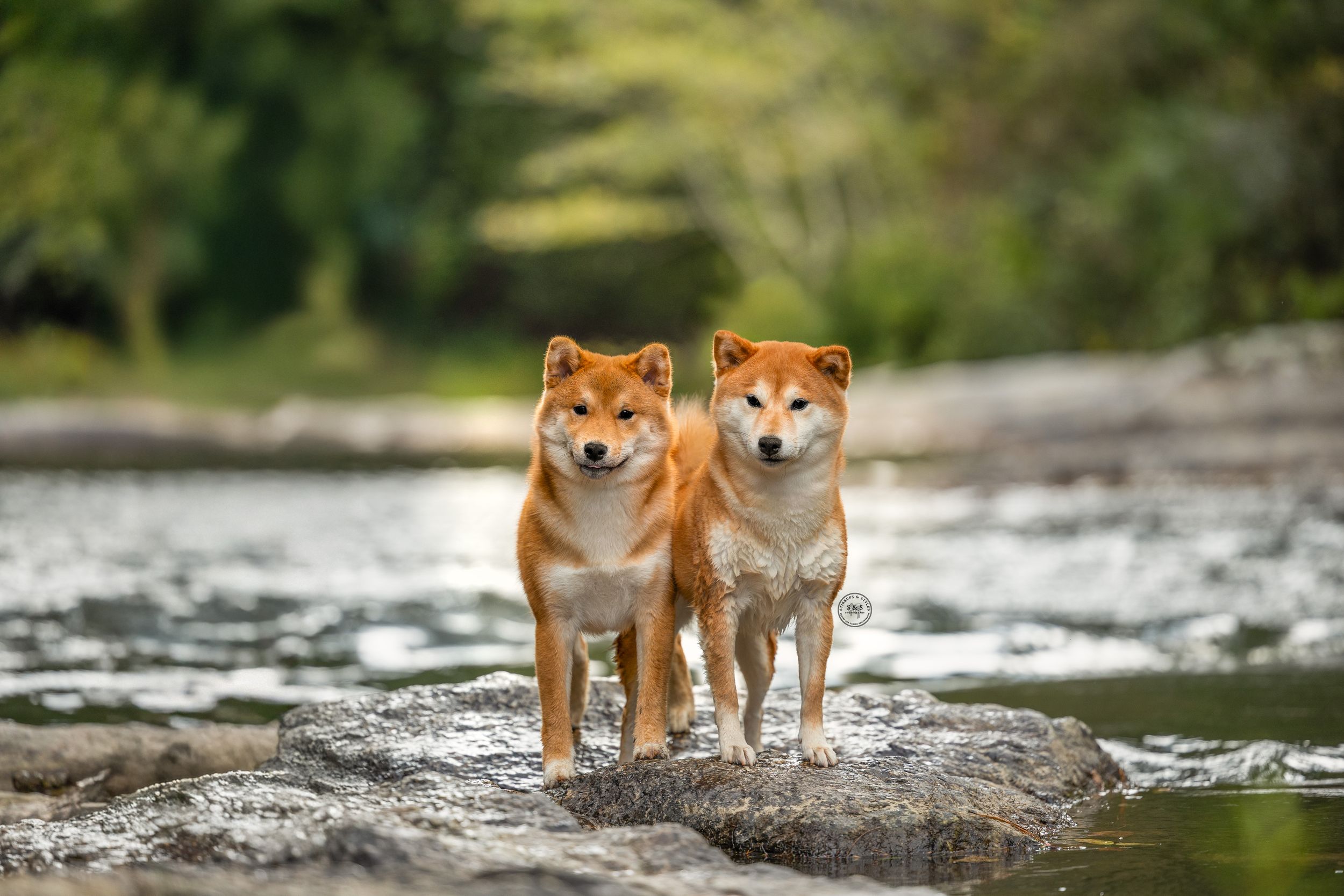 Two Shiba Inu dogs standing on rocks by a river with lush green trees in the background.