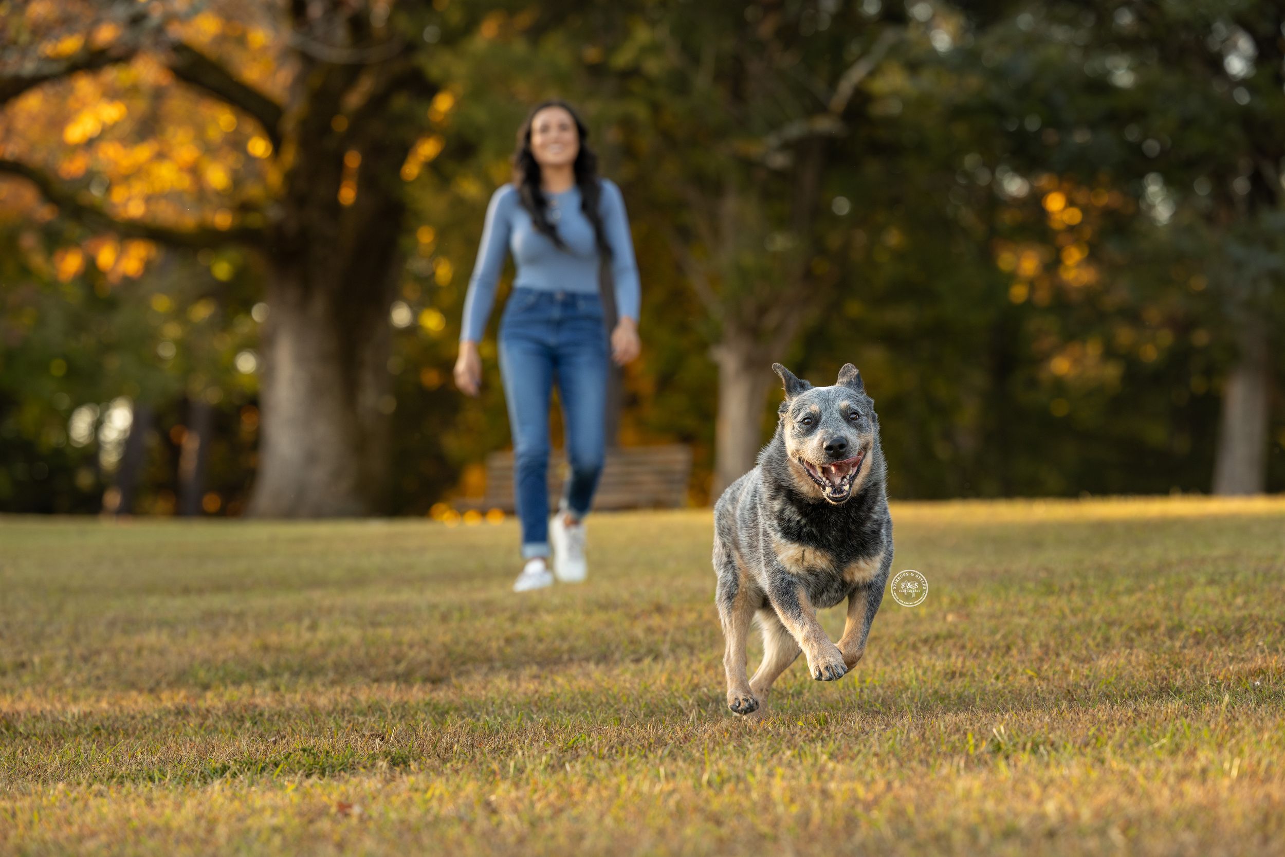 A blue heeler dog runs toward the camera in a park while a woman in jeans stands in the background.