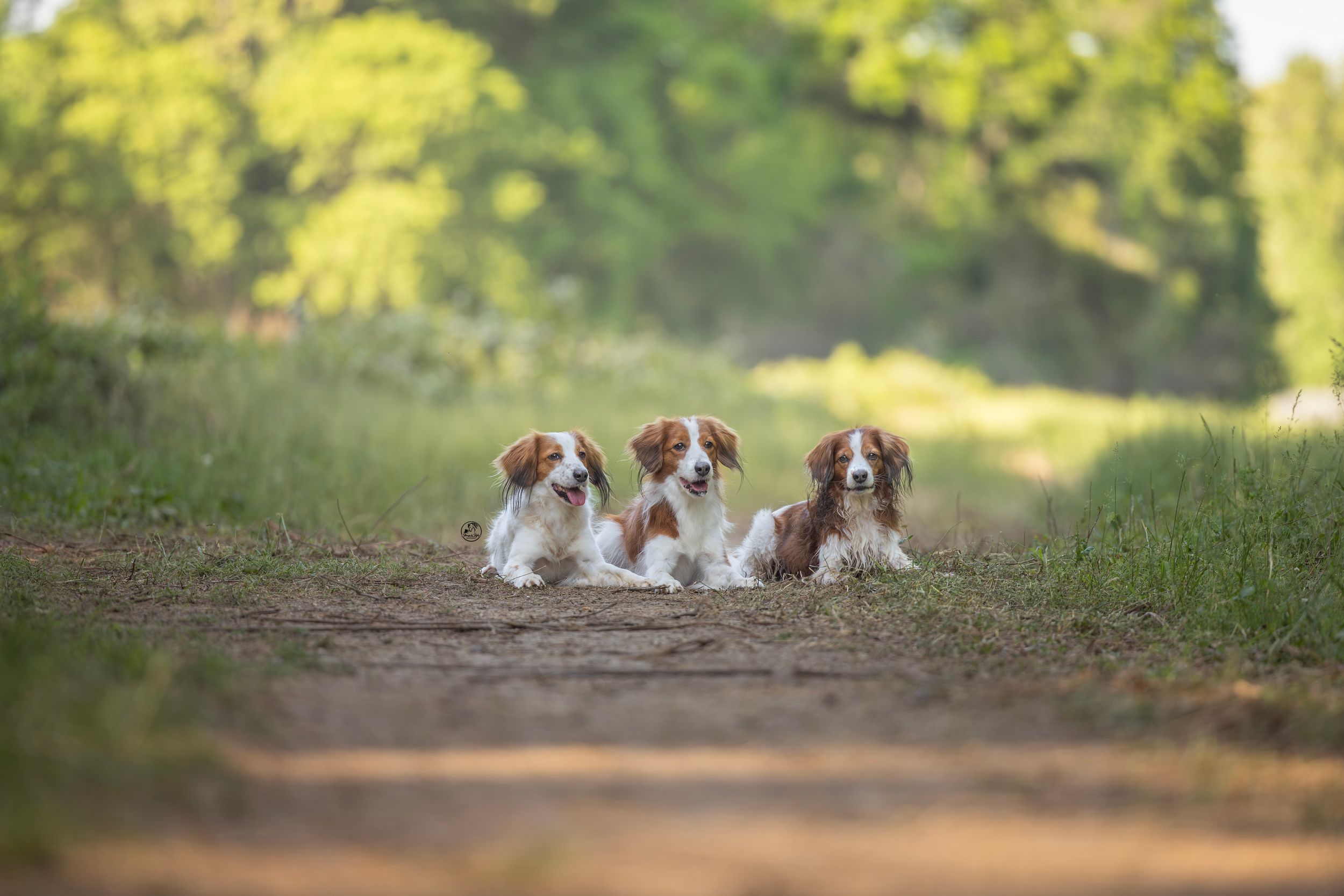 Three Cavalier King Charles Spaniels lying on a dirt path surrounded by lush green grass and trees.