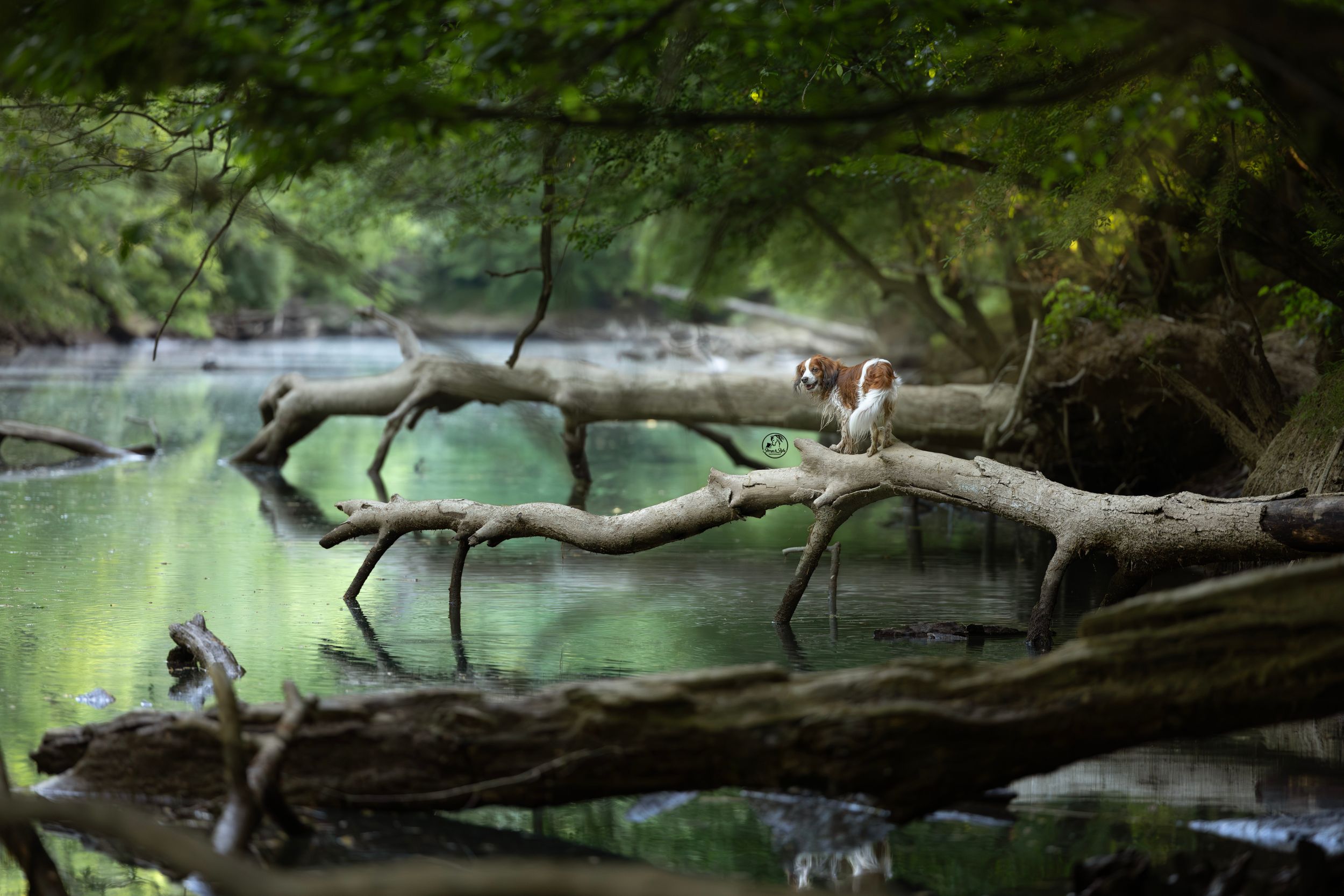 A bird perches on fallen logs over a serene green river surrounded by lush forest trees.
