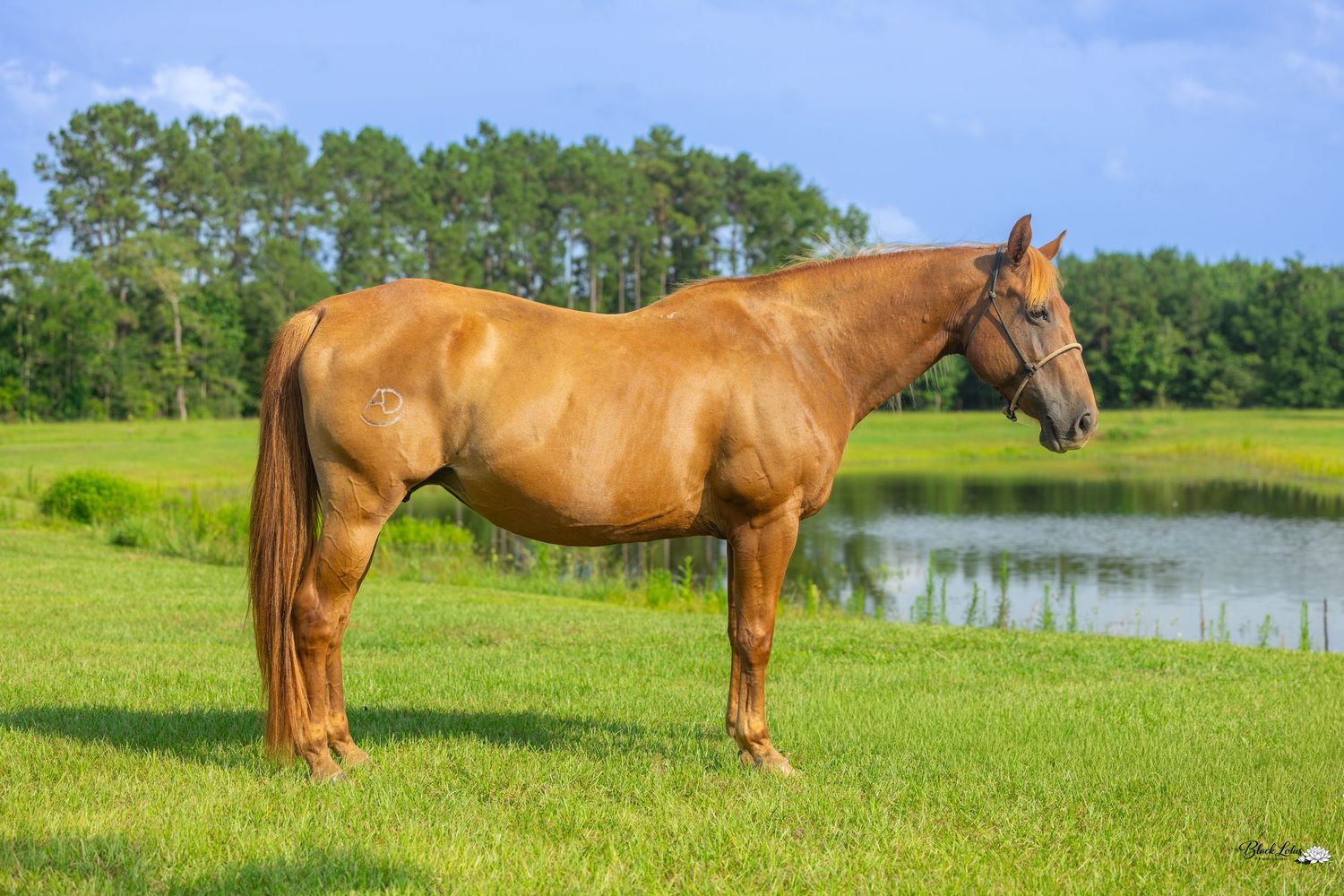 A chestnut horse stands on lush green grass near a pond with trees in the background on a sunny day.