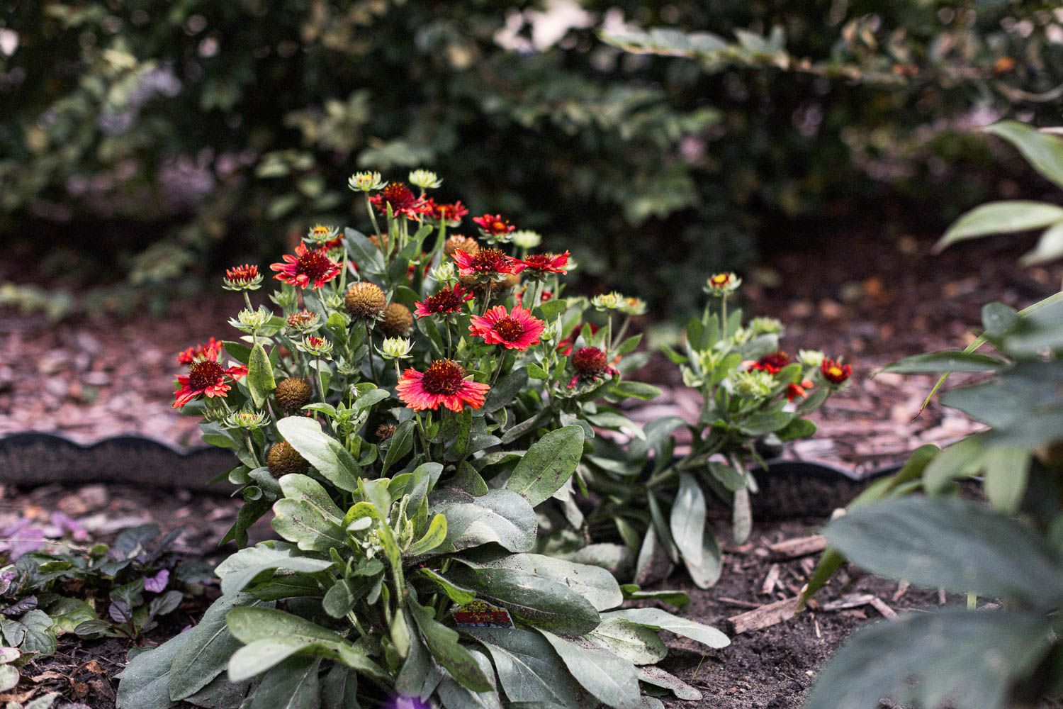 Vibrant red and yellow Gaillardia flowers blooming in a lush garden bed surrounded by green foliage.