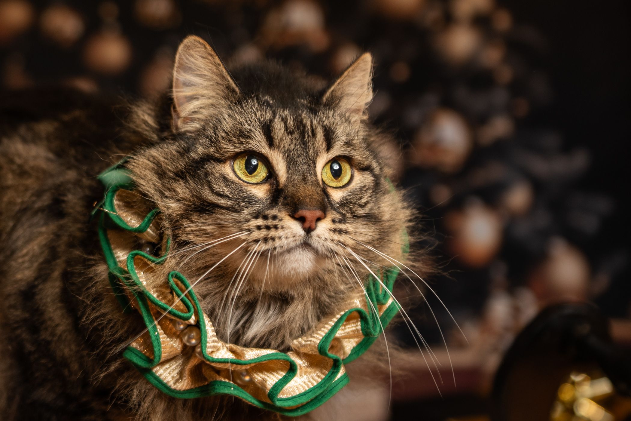 A fluffy tabby cat wearing a festive green and gold ribbon collar, with bright yellow-green eyes, against a dark background.