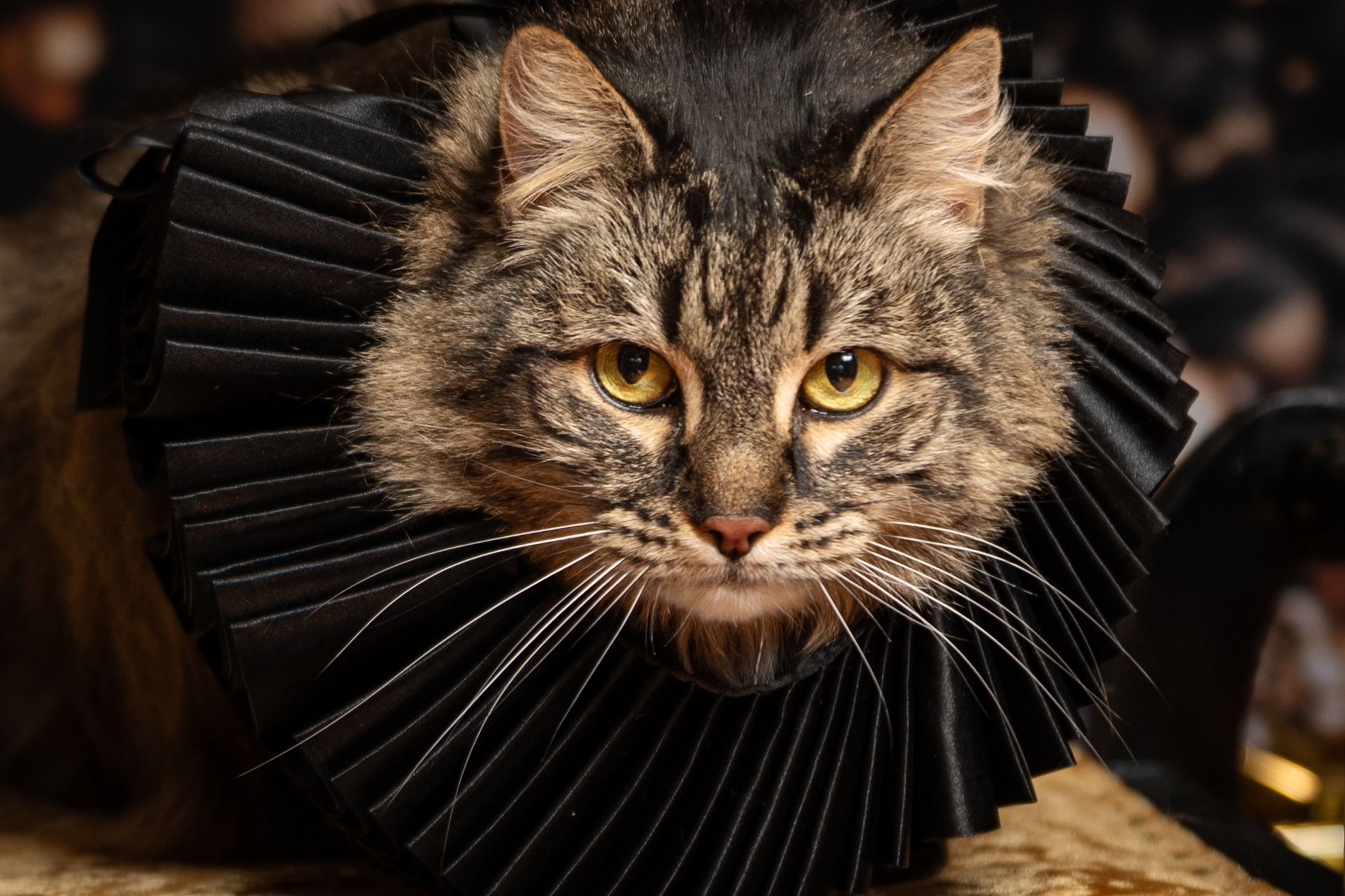 A fluffy tabby cat wearing a black pleated Elizabethan collar, with striking yellow-green eyes, looking directly at the camera.