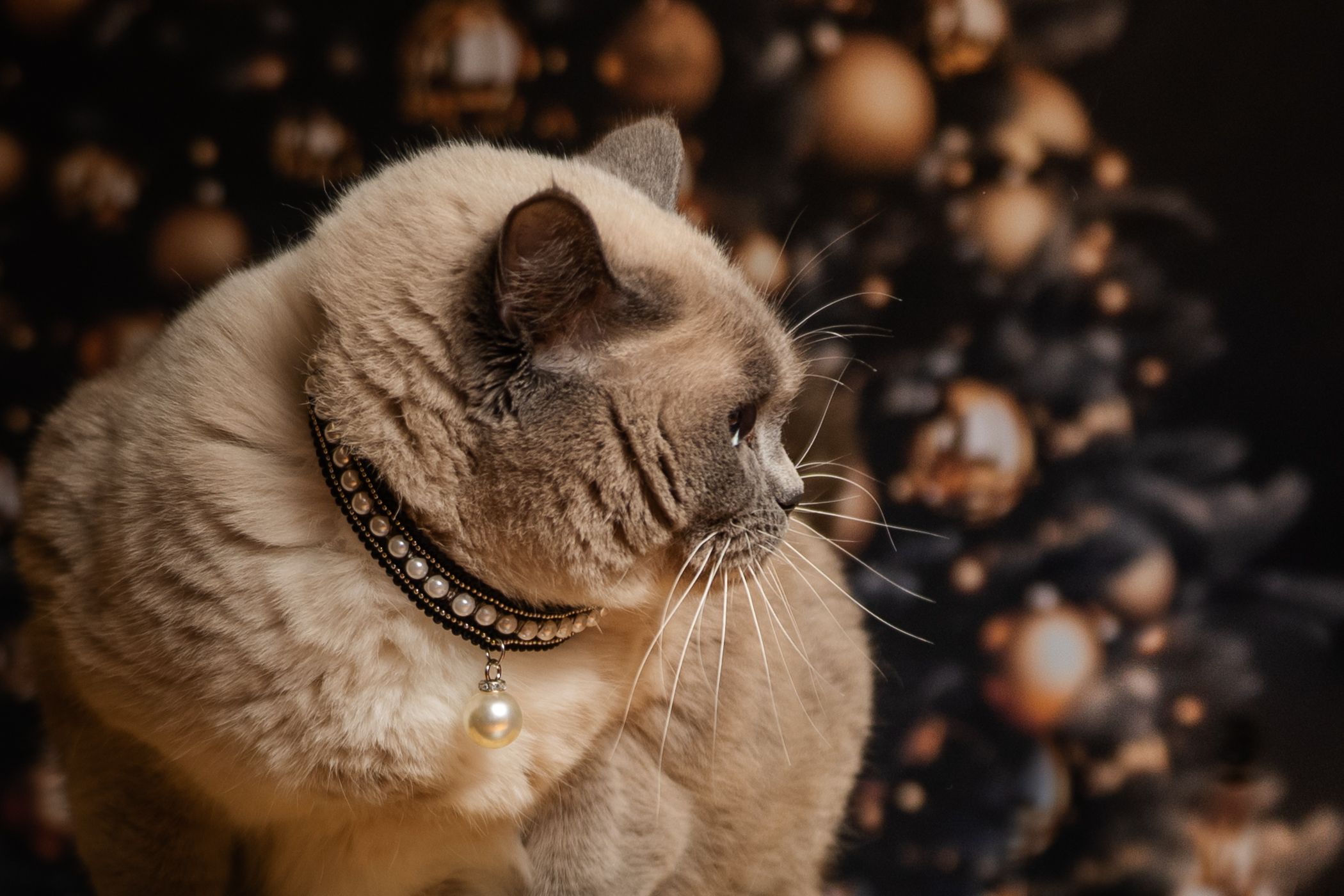 A regal cream British Shorthair cat wearing a pearl collar poses before a dark Christmas tree with golden ornaments.