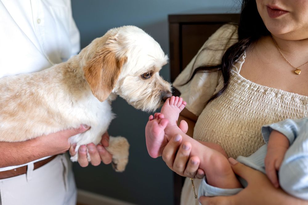 Fluffy white dog sniffing newborn baby's tiny feet held by new parents.