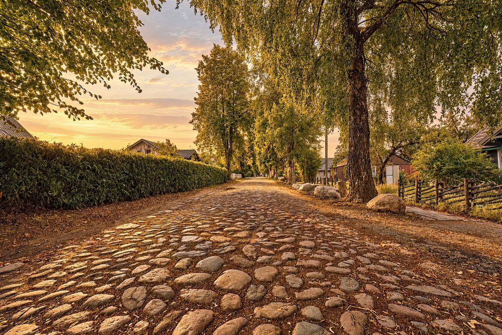 Cobblestone road lined with tall green trees at golden sunset, leading past hedges and wooden fence in a scenic village.