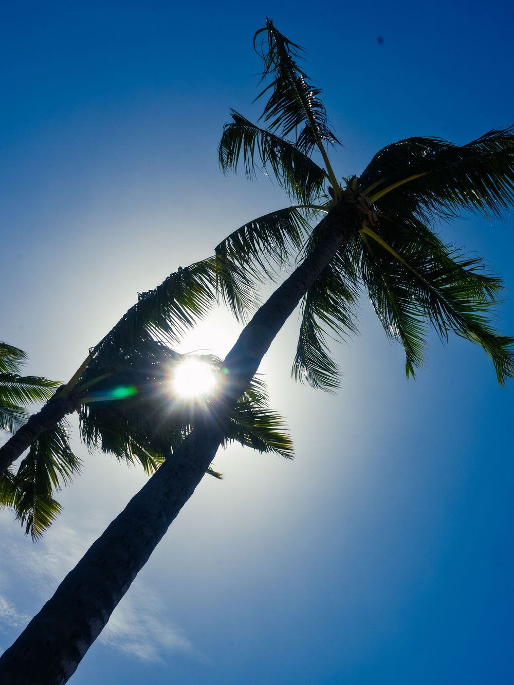 A view looking up at two tall palm trees with the bright sun bursting through their fronds against a deep blue sky in Honolulu, Hawaii.