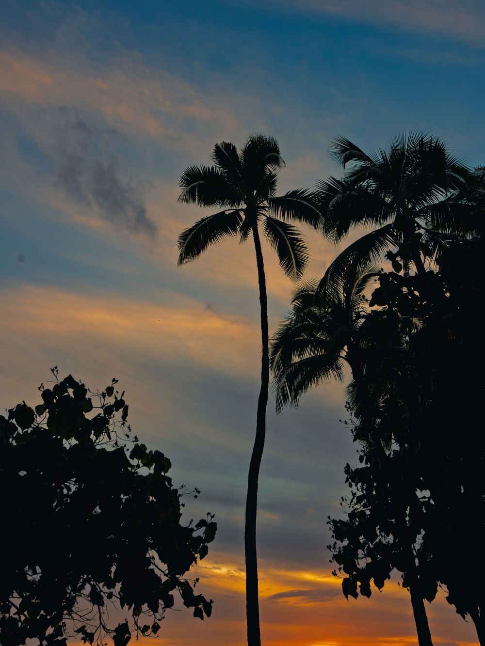 Tall coconut palm trees and leafy foliage stand silhouetted against a glowing blue and deep orange sunset sky in Honolulu, Hawaii.