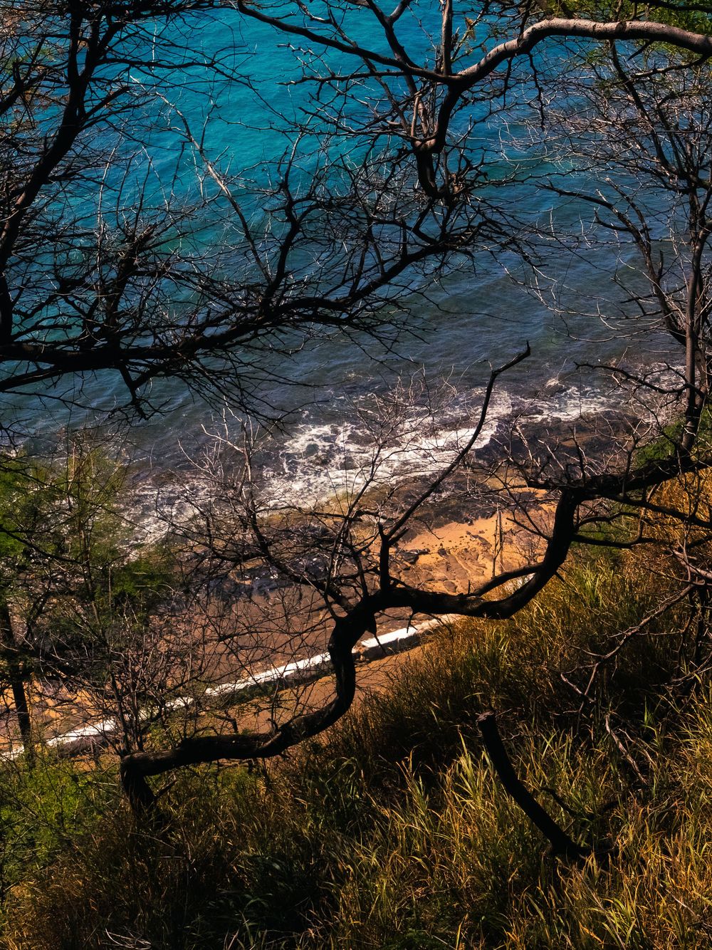 Turquoise ocean and a rocky sand shoreline seen from above a grassy bluff, framed by bare tangled tree branches in Honolulu, Hawaii.