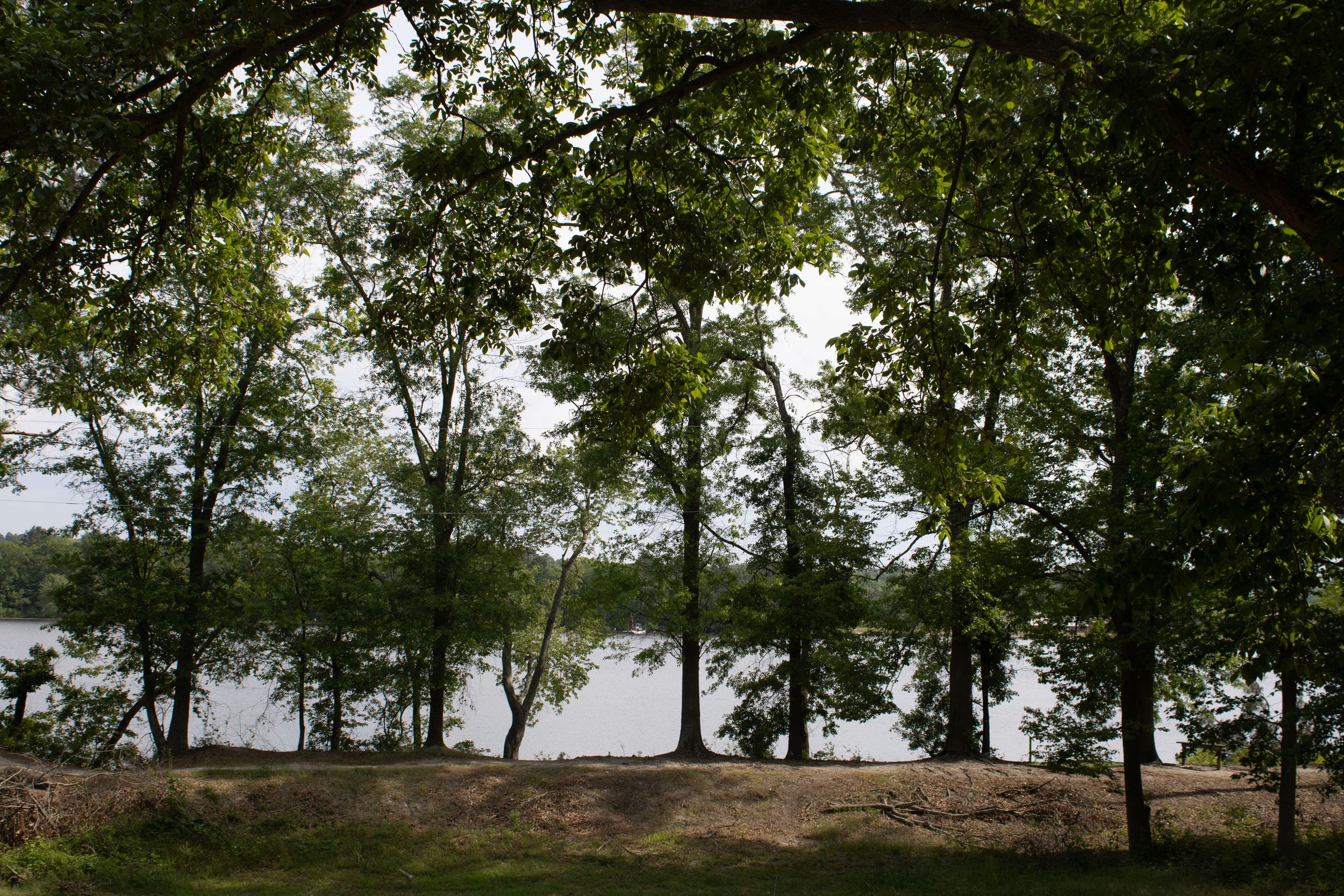 Park forest.