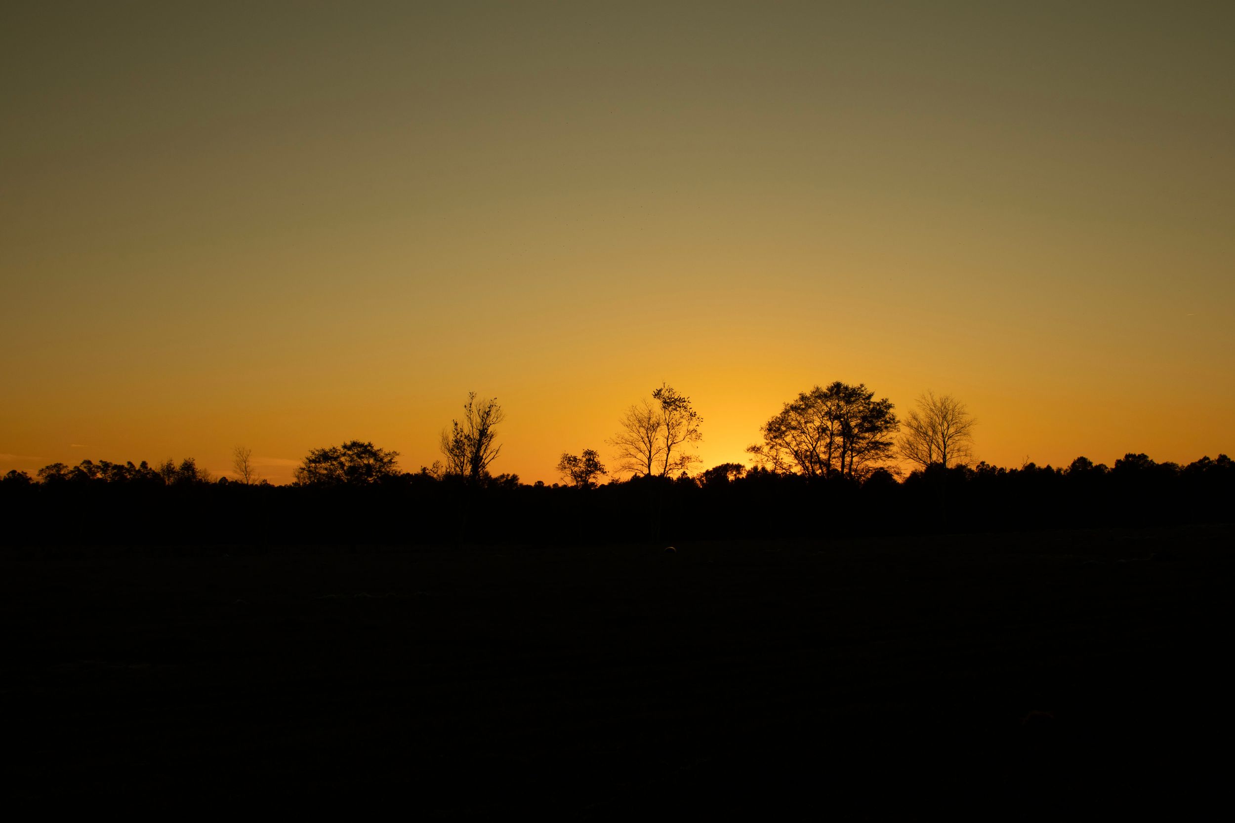 A green and orange sky.