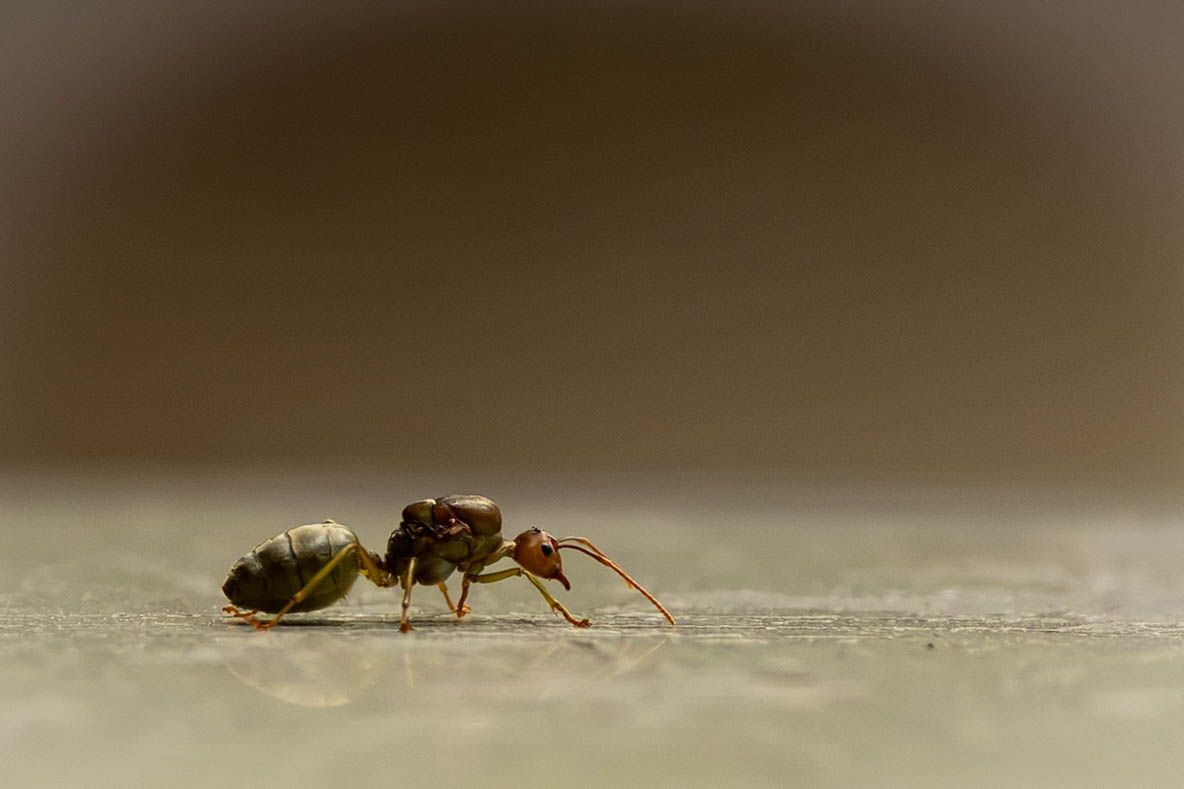 A macro close-up of a small ant crawling across a flat surface with a blurred background.