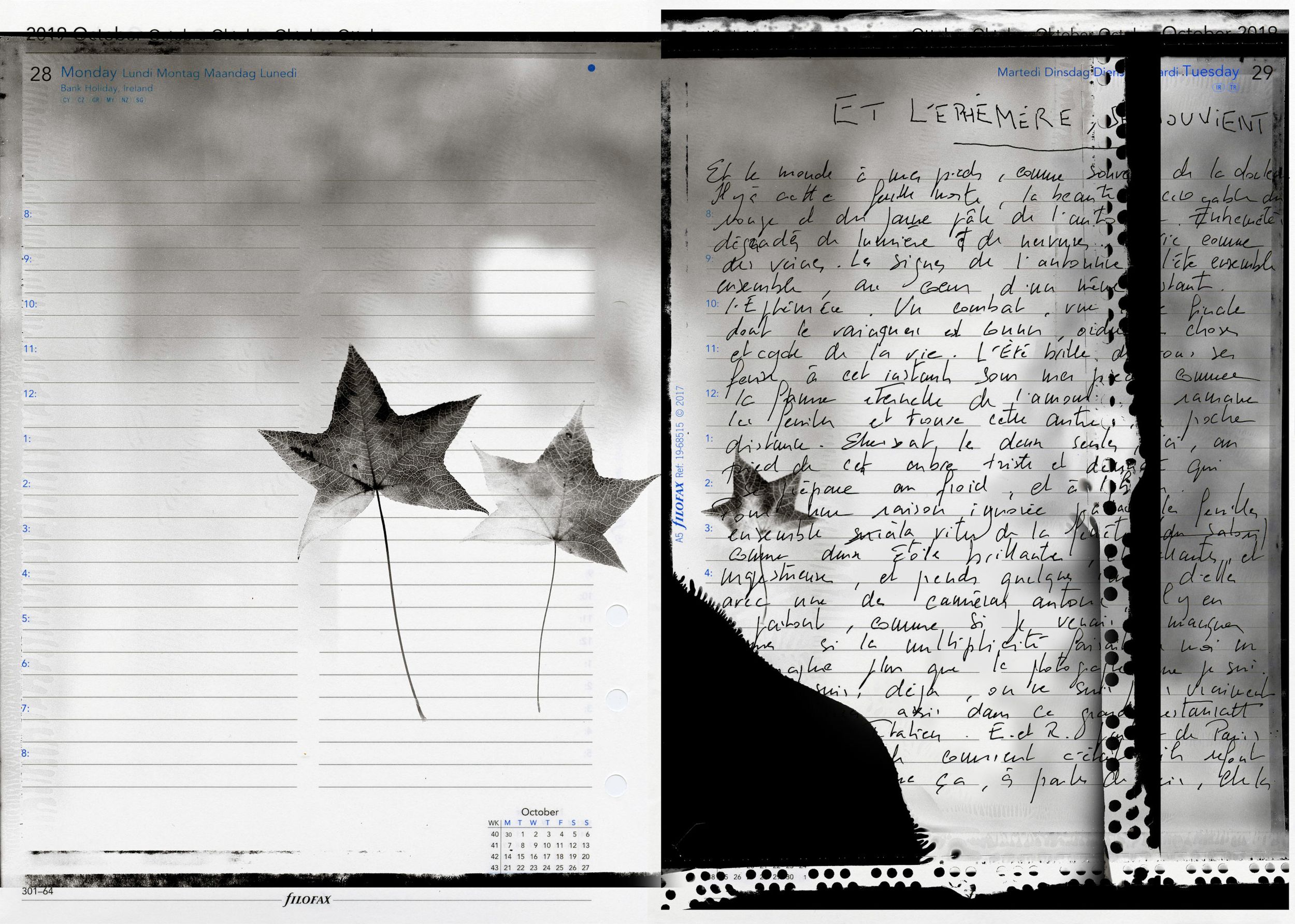 Black and white diptych of pressed star-shaped leaves on calendar pages beside handwritten journal notes.