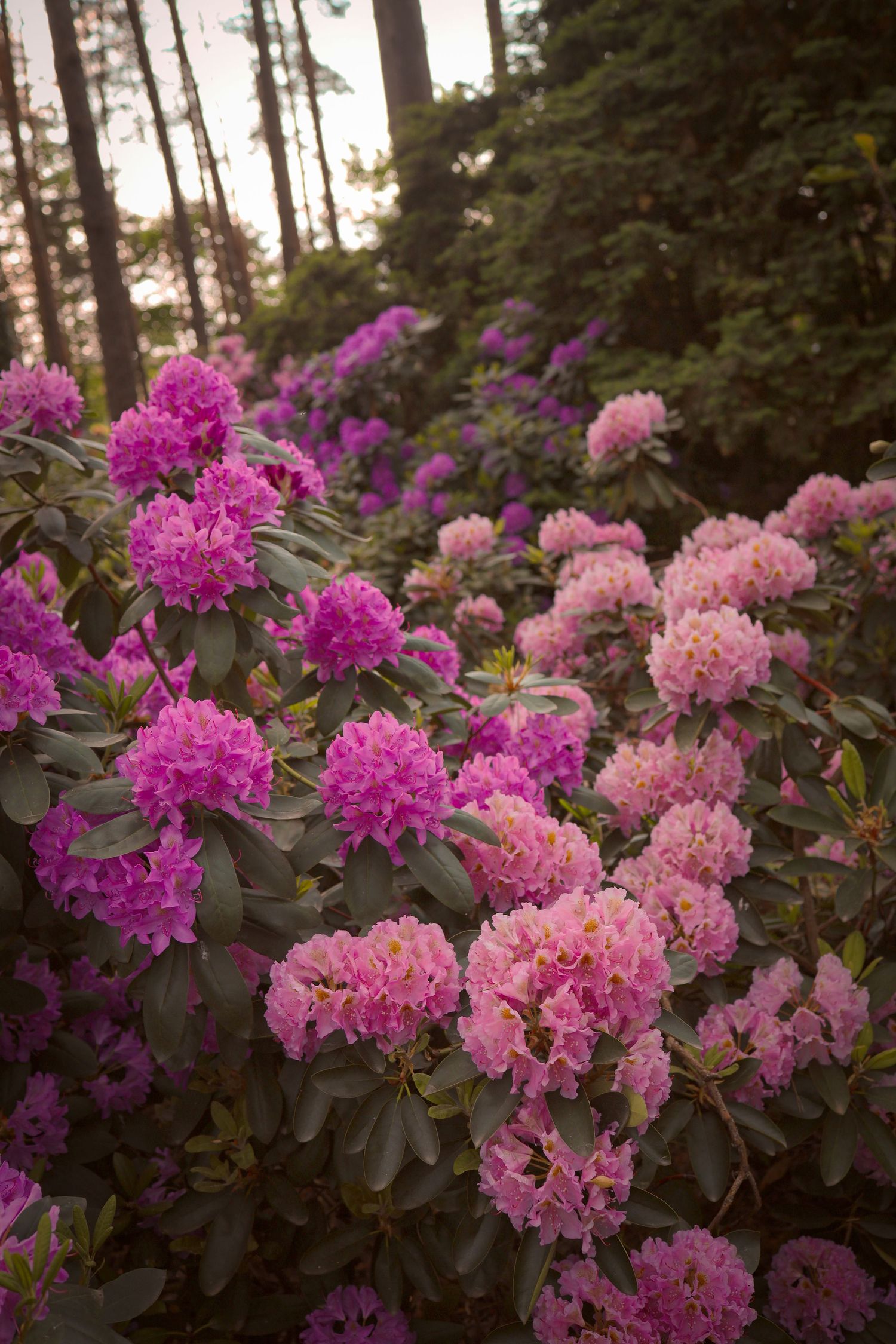 pink and purple rhododendrons in the Vilnius Botanical Garden of Vilnius University