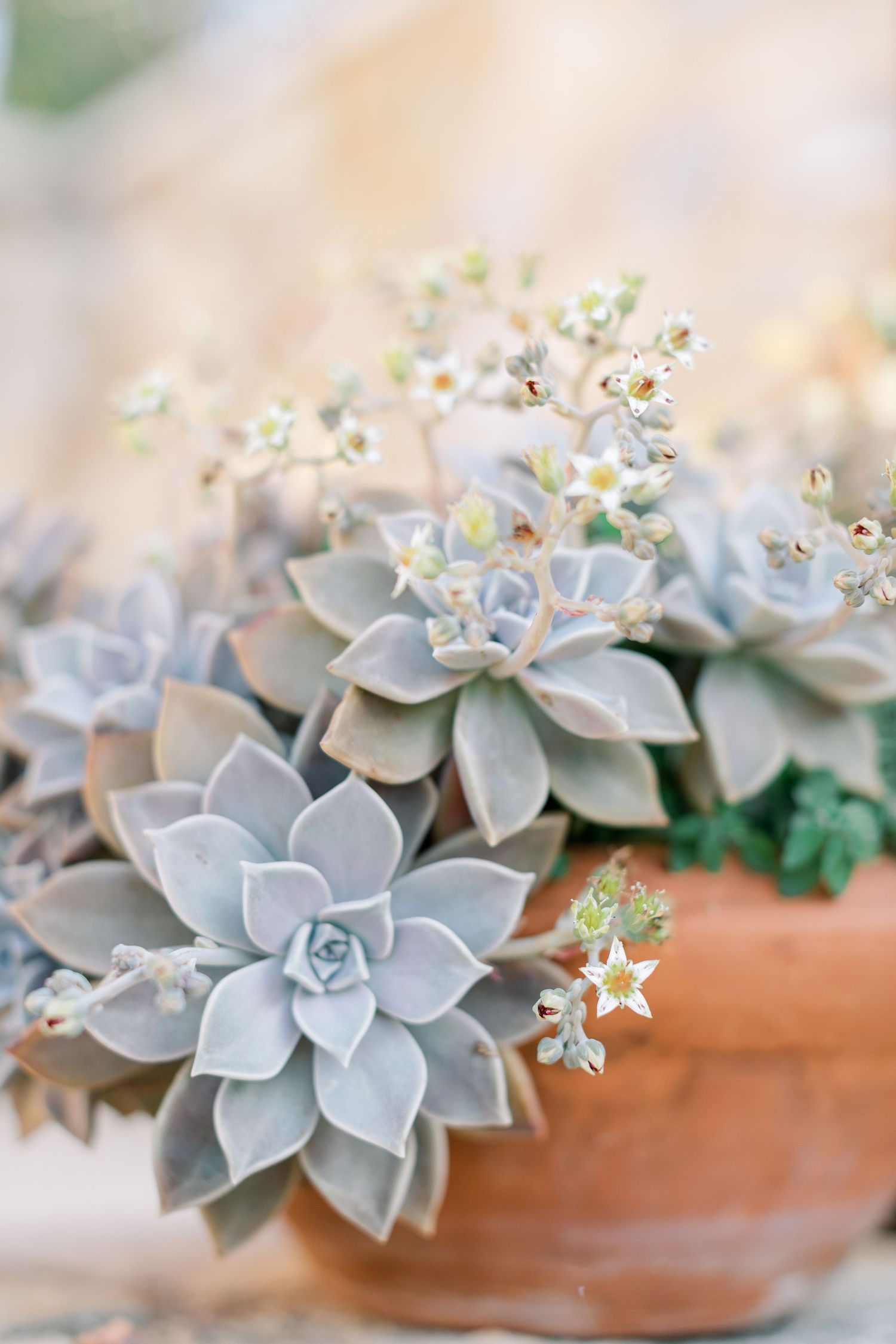 Pale blue-gray succulent plants with tiny white blooms growing in a terracotta pot with soft bokeh background.