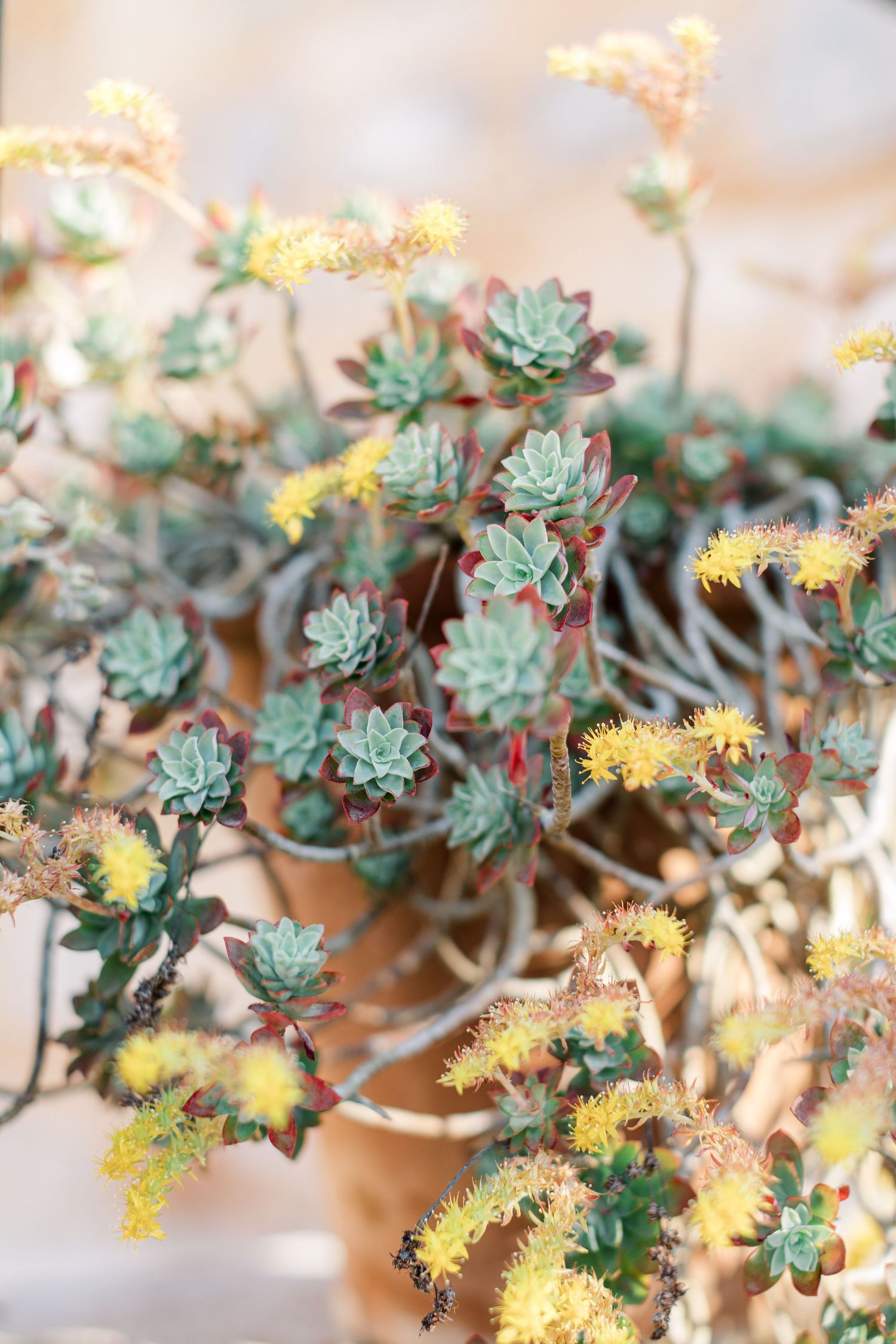 Delicate succulent plants with blue-green rosettes and small yellow blooms growing in soft focus.