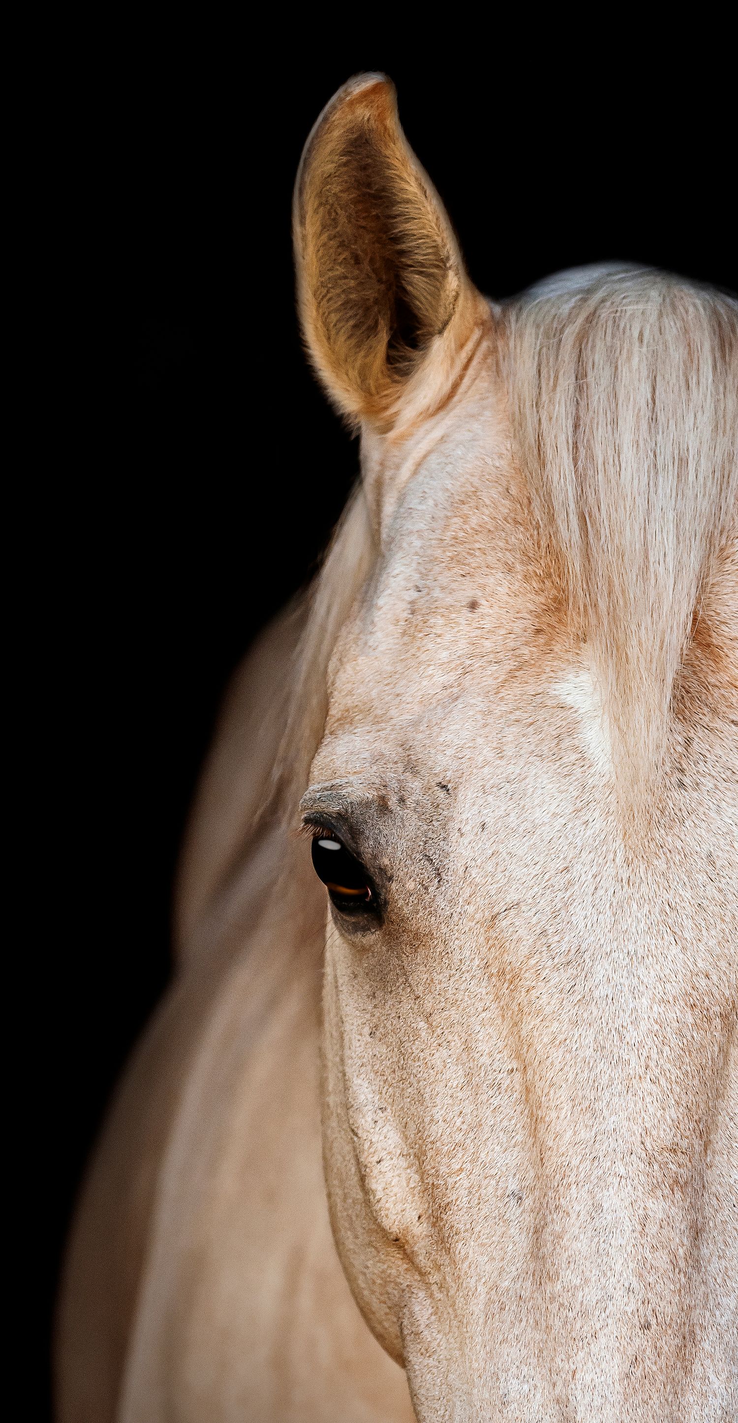 Dramatic equine black background portraits, highlighting your horse's elegance. Equine black background photographer. Mission, BC.