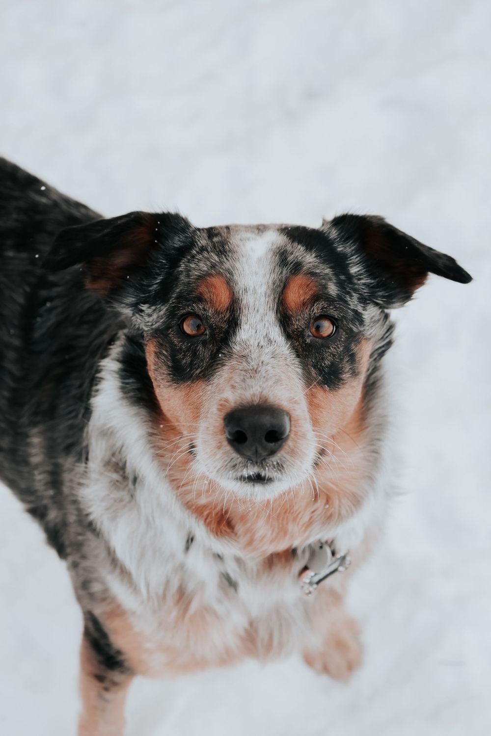 Australian Cattle Dog with tri-colored coat looking directly at camera in winter snow setting.