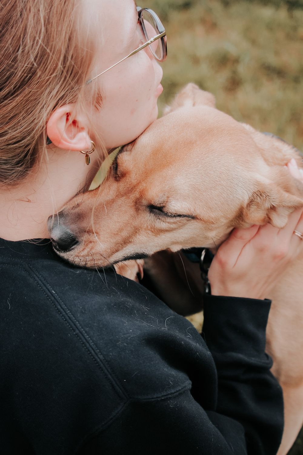 Two dogs showing affection by touching noses and snuggling in a sweet close-up shot sequence.