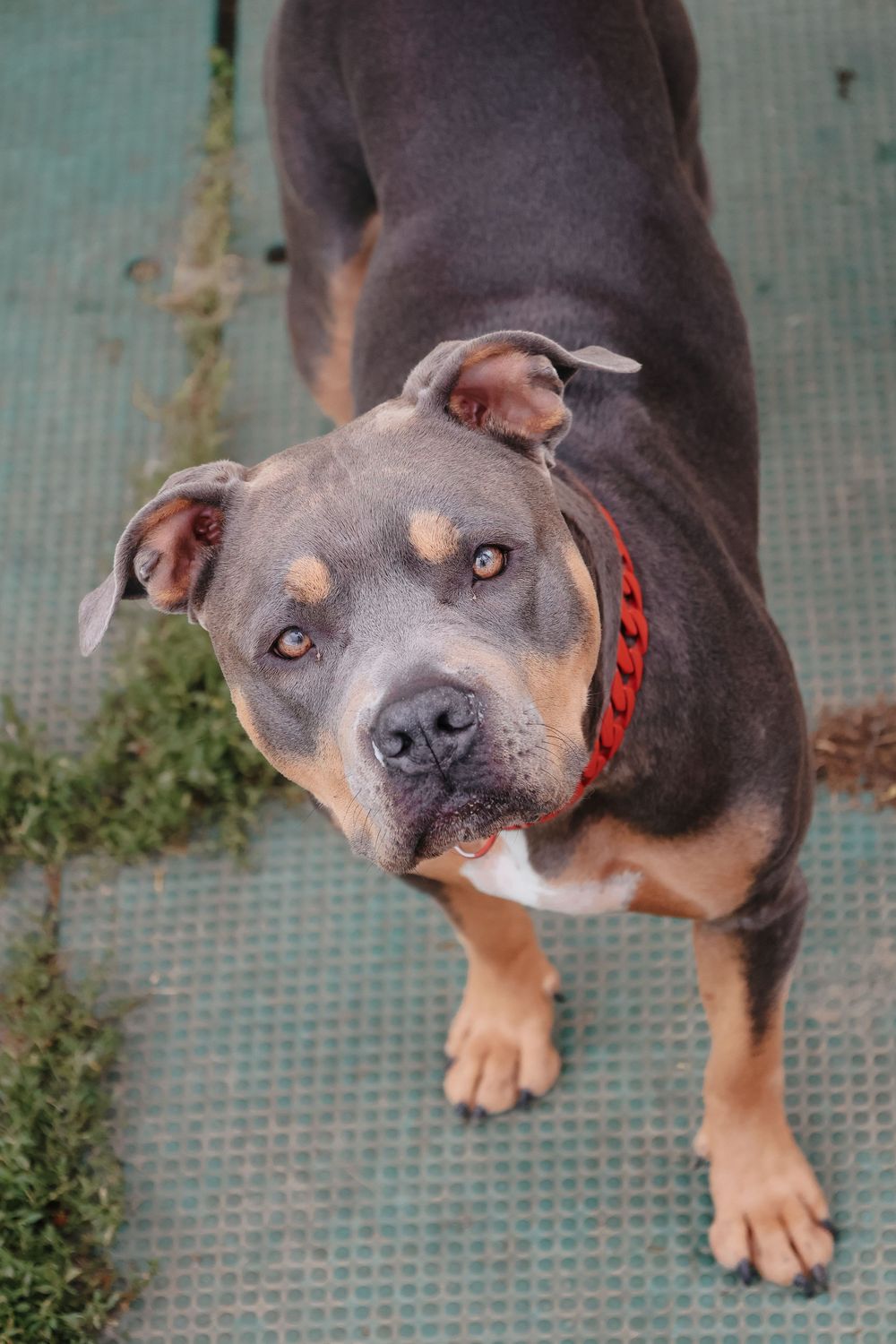 Rottweiler mix dog with striking blue eyes and red collar viewed from various angles on green textured surface.