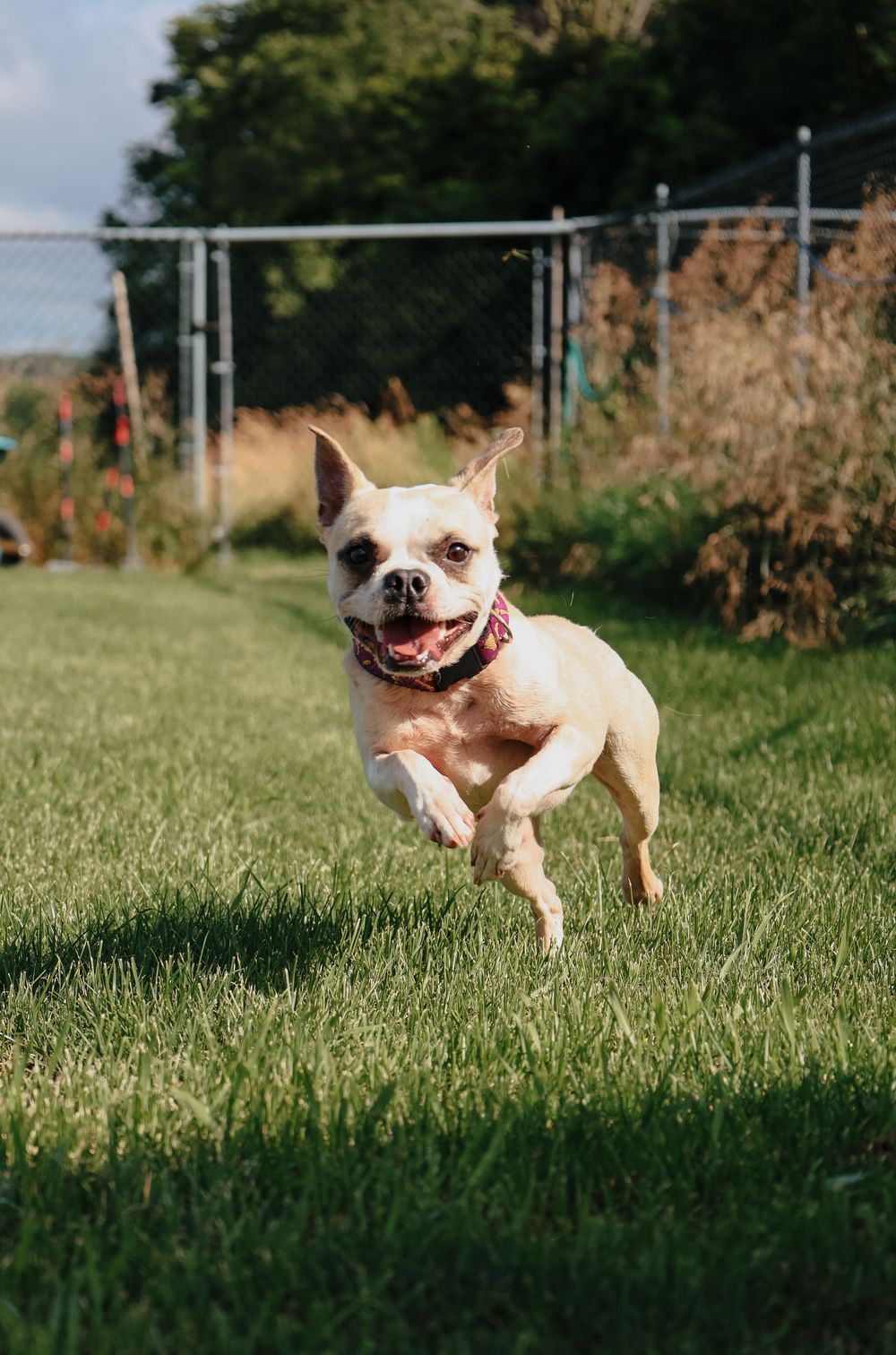 Happy Chihuahua dog running and playing on green grass in a sunny outdoor setting.