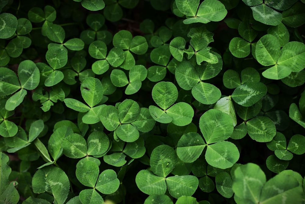 lucky clover
