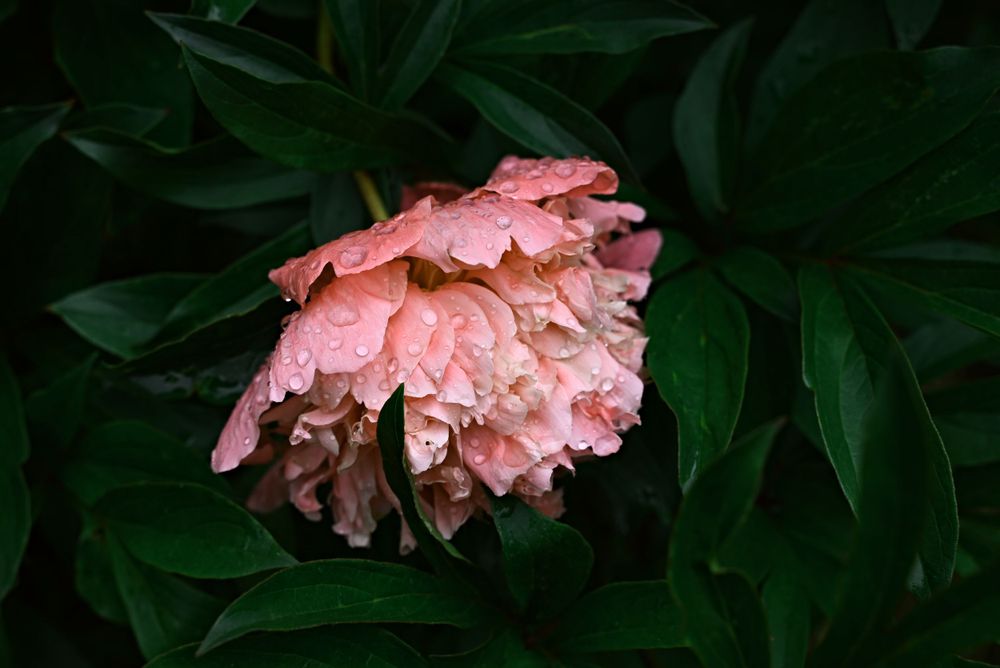 Rain drops