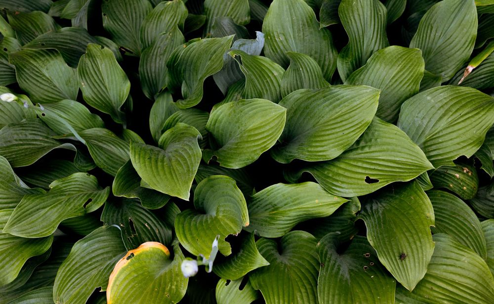 leaf