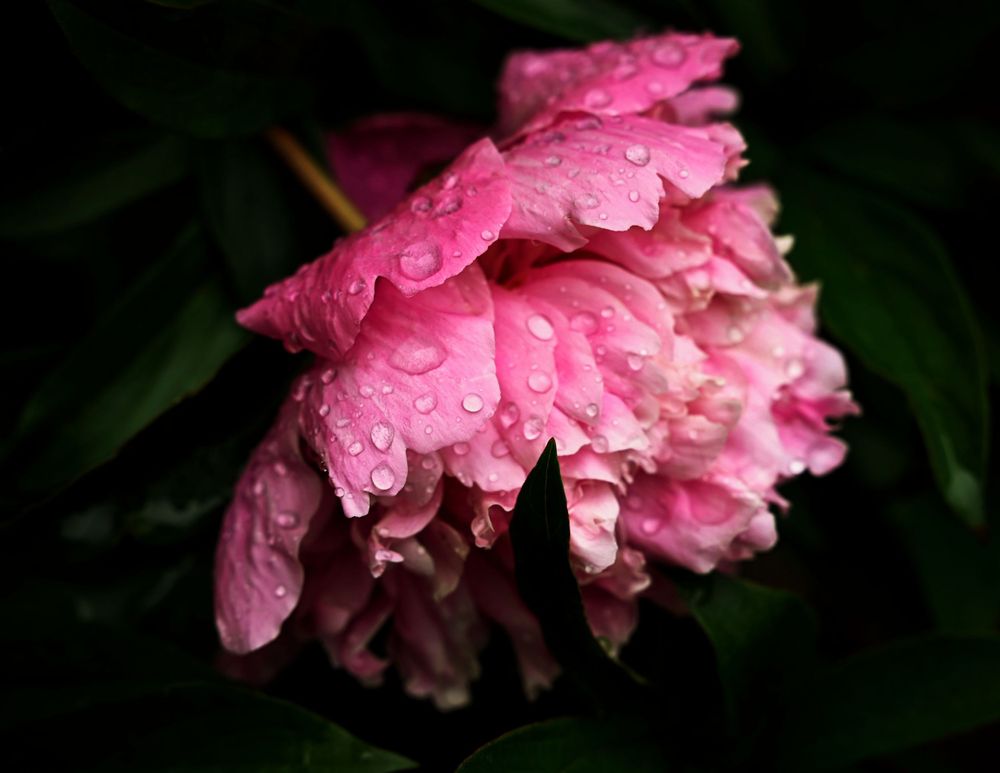 rainy