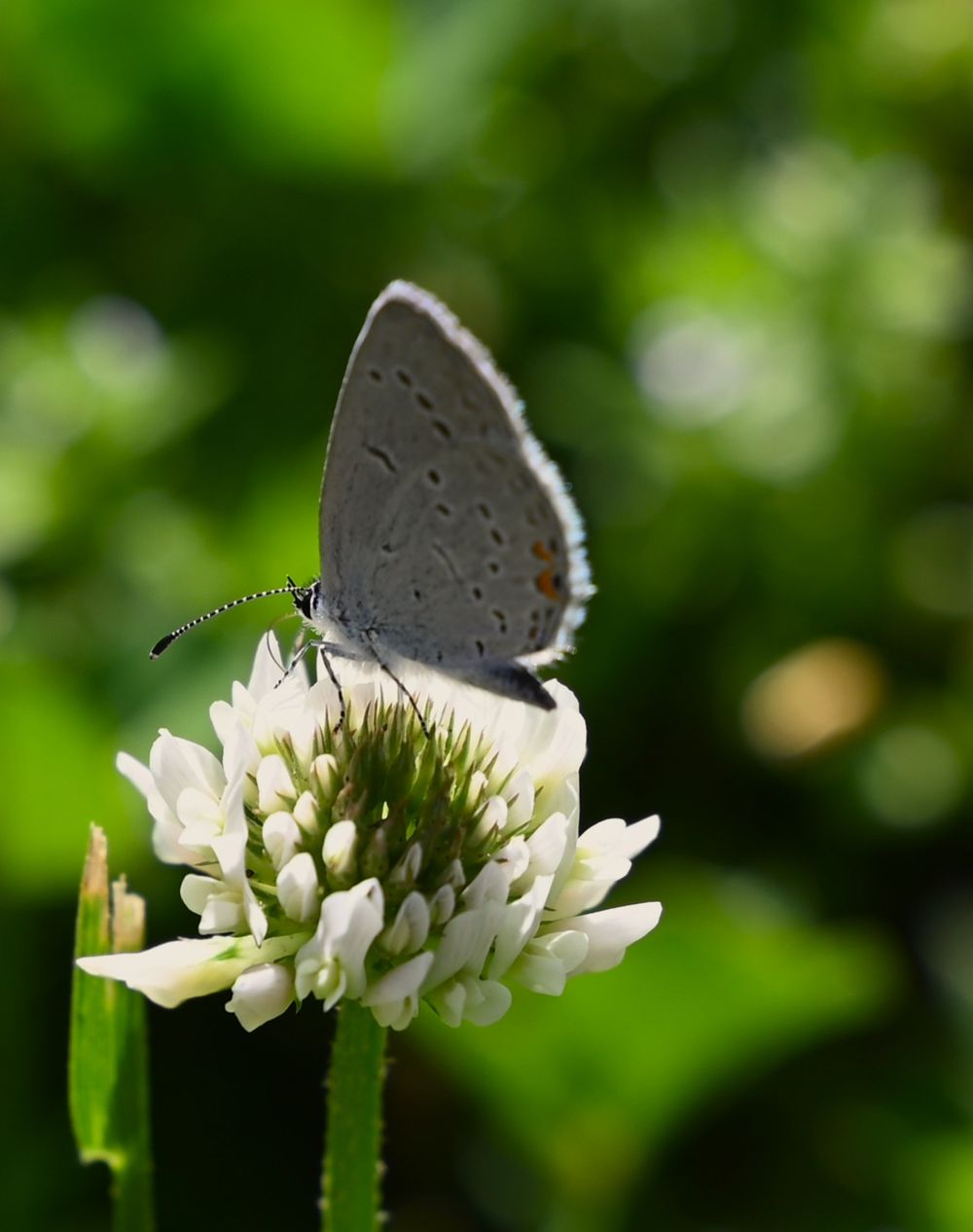 paper wings
