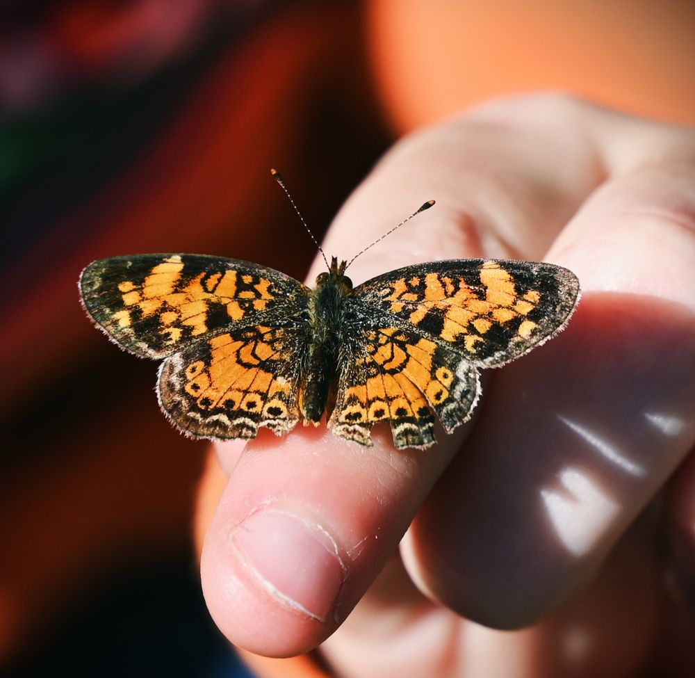 butterfly