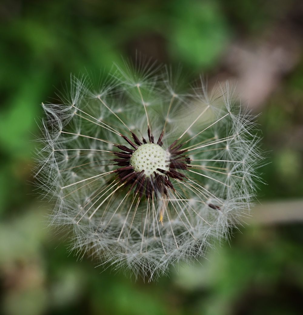 wish