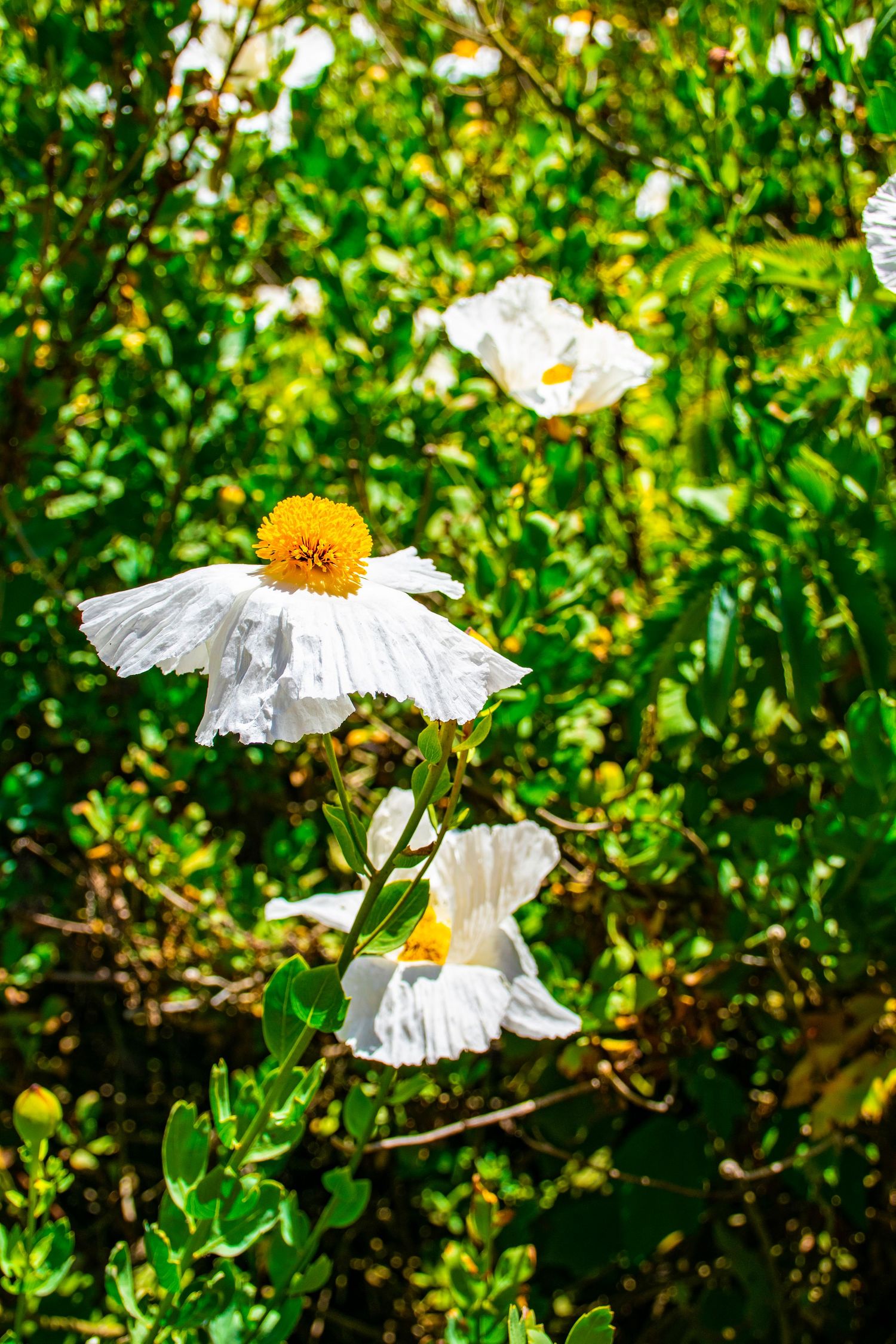 Three white poppies with yellow centers blooming in front of green foliage.