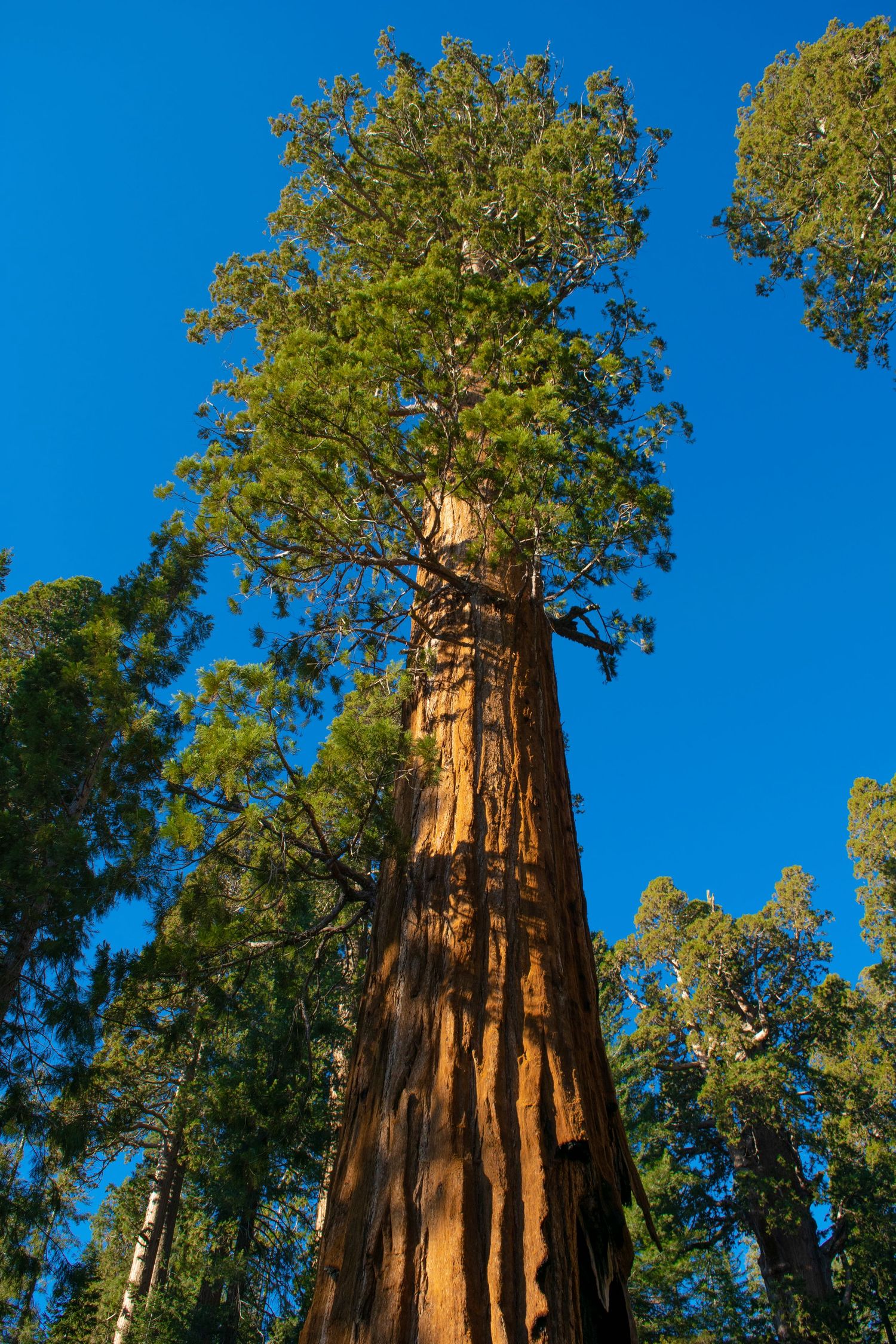 Majestic sequoia tree trunk stretches upward against a vivid blue sky in Sequoia National Park.