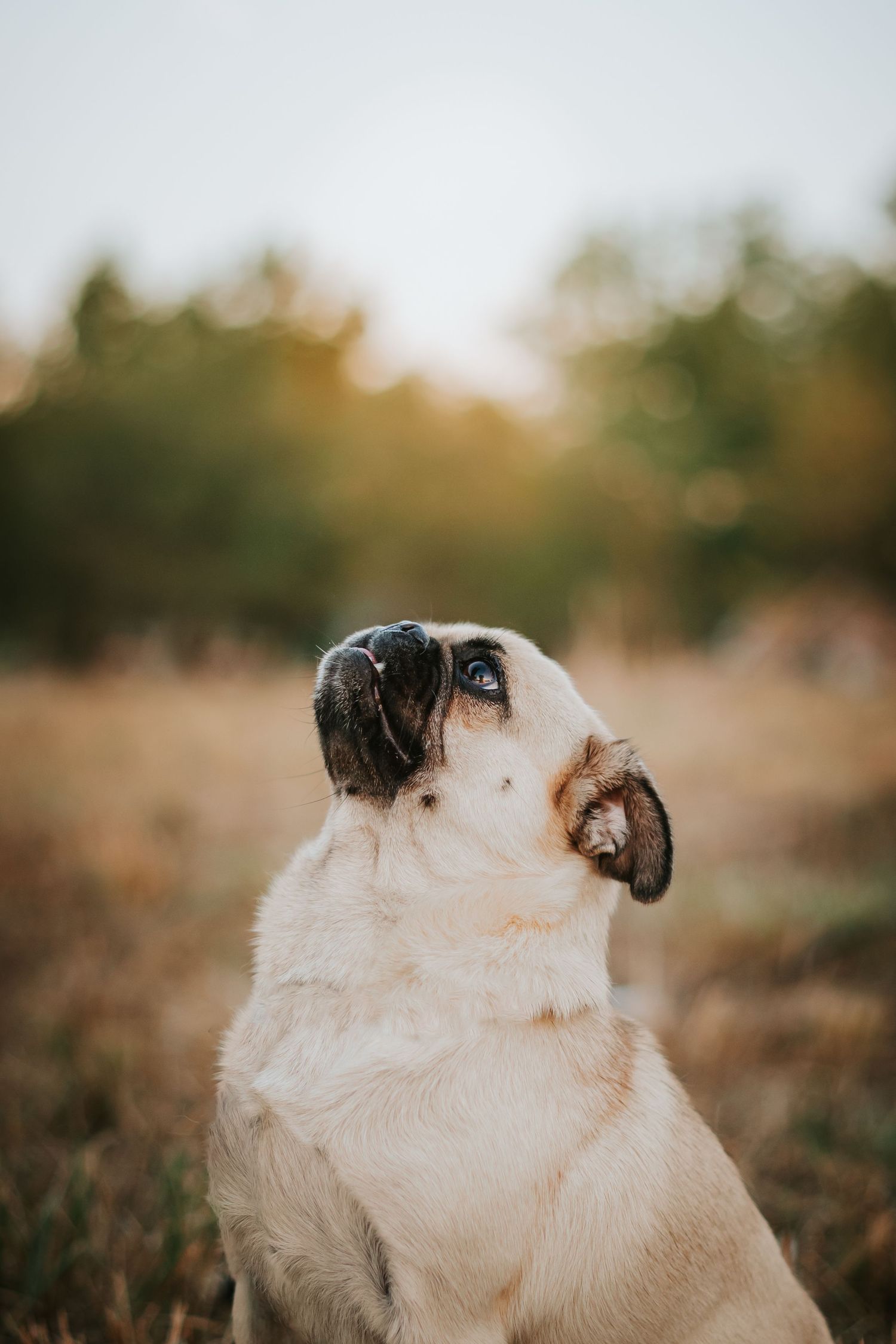 Oklahoma dog photographer
