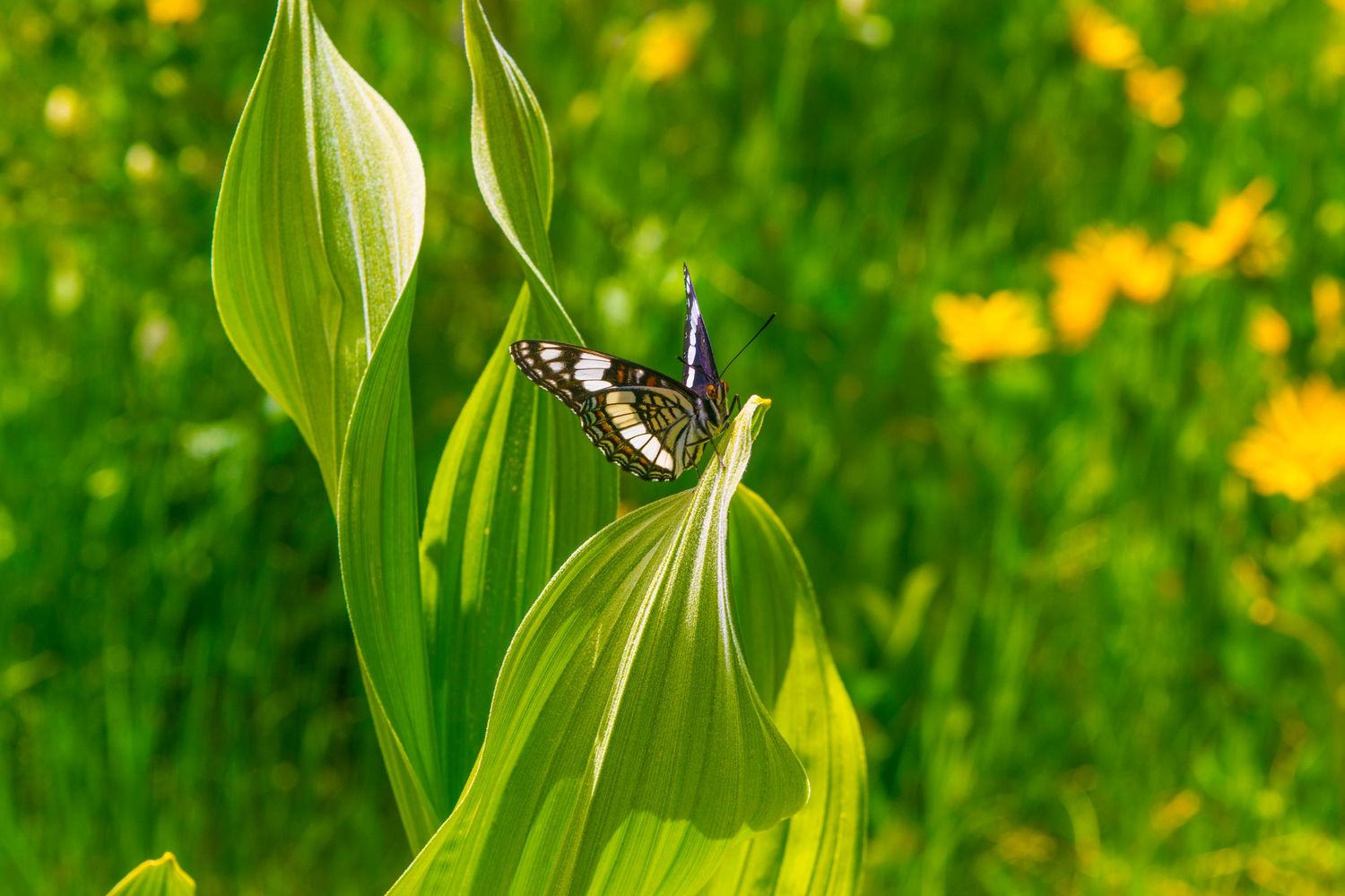 Butterfly perched on green plant leaves against blurred yellow wildflower background.