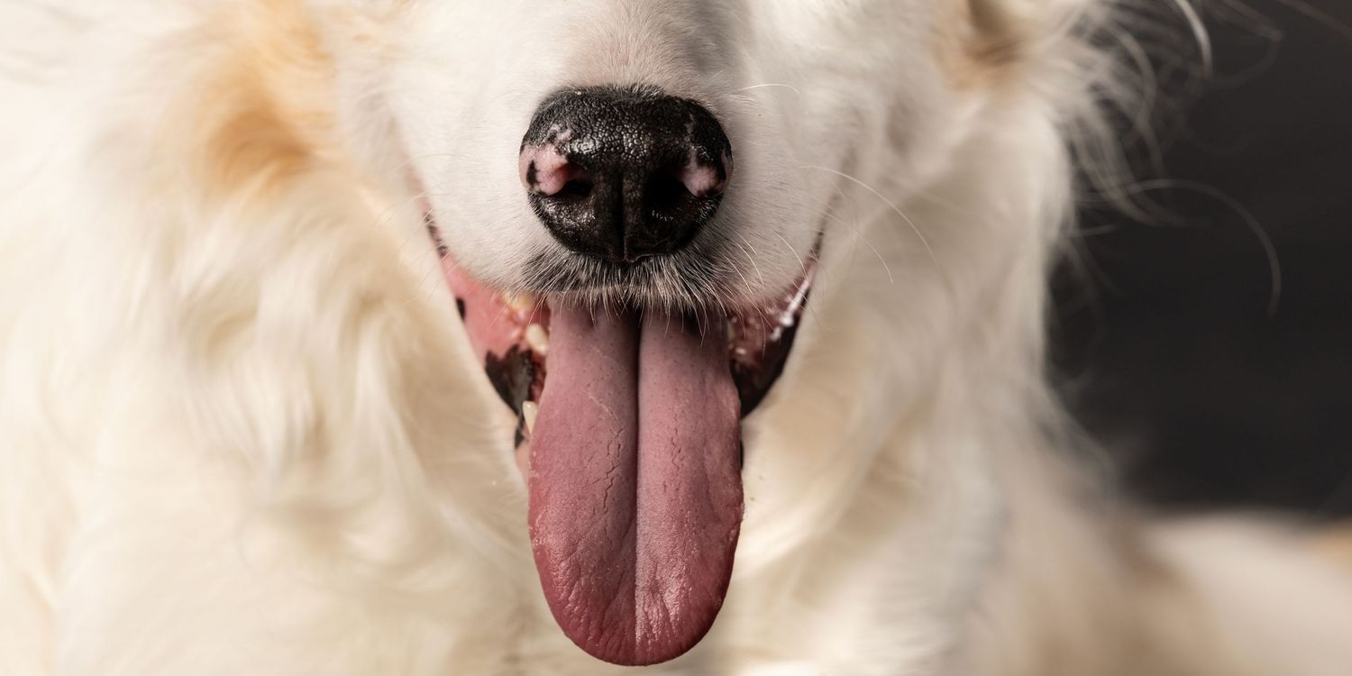 Close-up photo of a happy white dog's face showing pink tongue and black nose against blurred background.