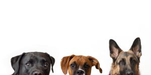 Three dogs - a black lab, brown boxer, and German shepherd - peeking from bottom of frame.
