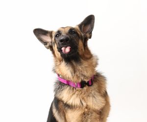 German Shepherd dog with pink collar showing different expressions and poses.