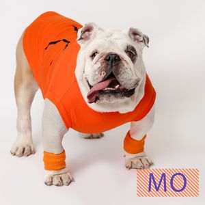 English bulldog wearing a bright orange hoodie with white trim.