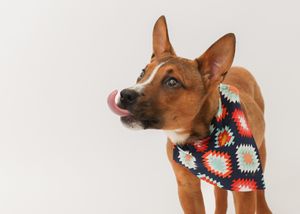 Brown dog wearing a colorful knit bowtie in various portrait angles.