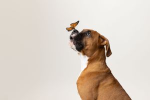 Brown boxer dog looking up at a butterfly perched on its nose against white background.