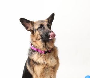 German Shepherd dog portraits showing various playful expressions.