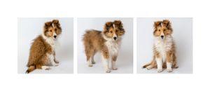 Collection of small dog portraits arranged in a grid pattern.