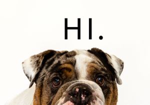 Various close-up shots of dogs with text HI overlaid.