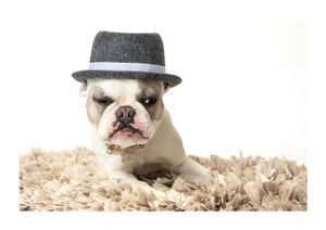 Bulldog wearing a hat in different poses on beige bedding.